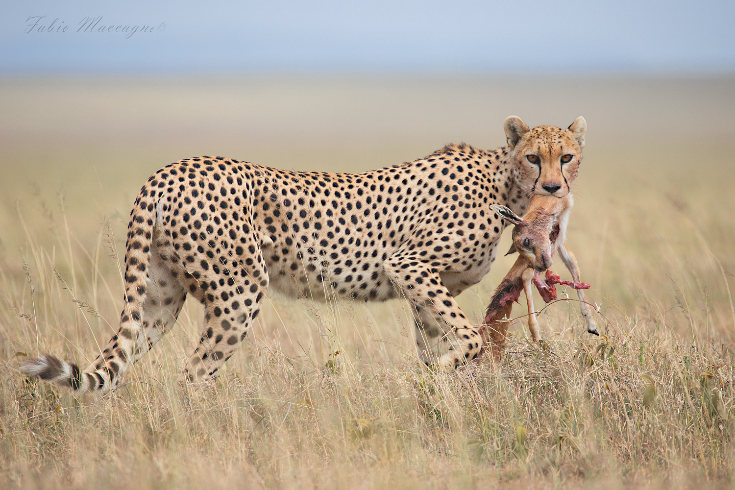 Verrà la morte e avrà i tuoi occhi