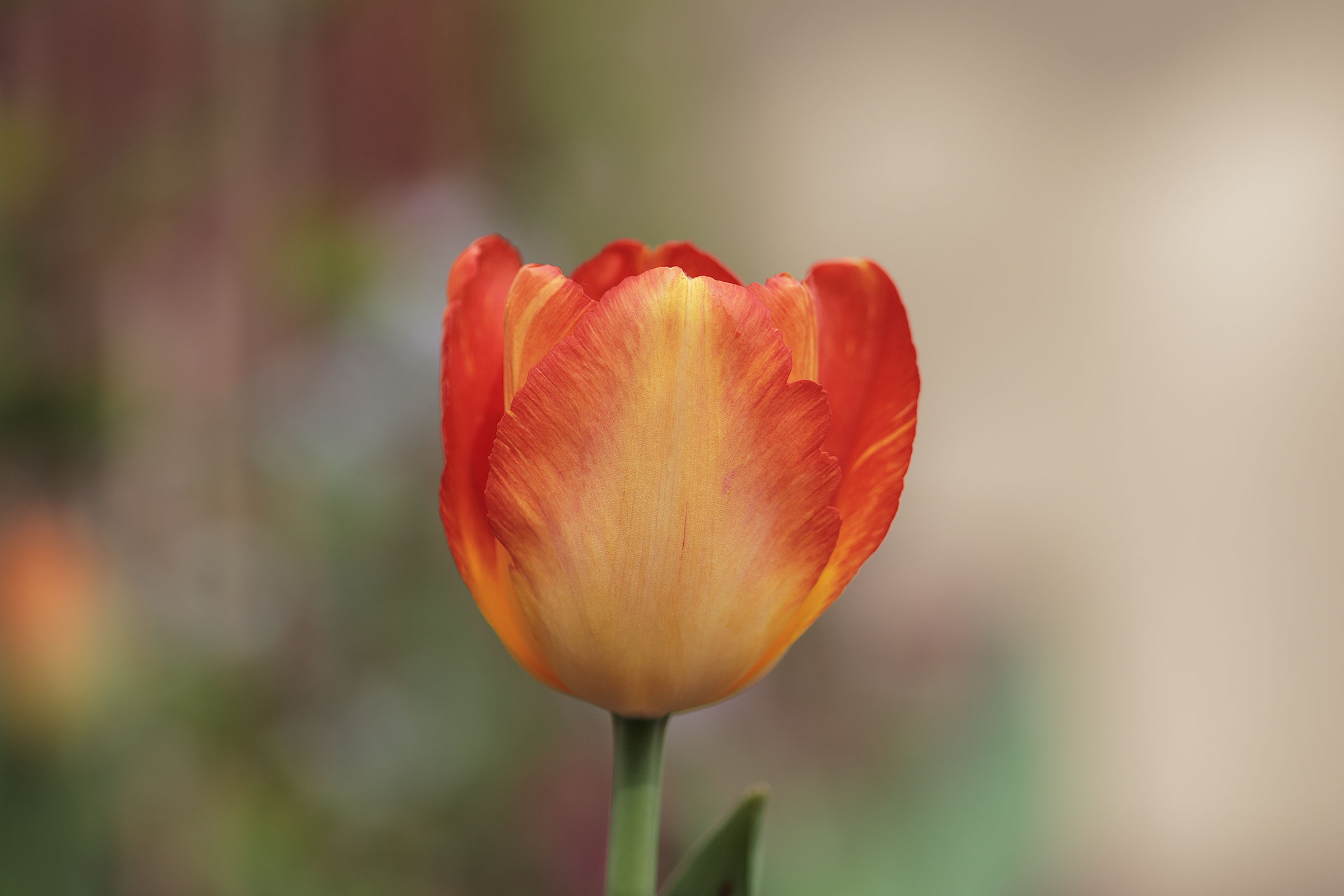 Tulip