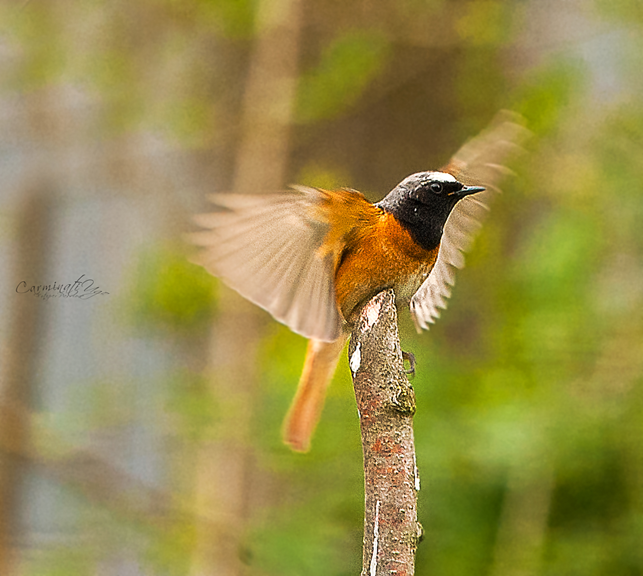 Black Redstart