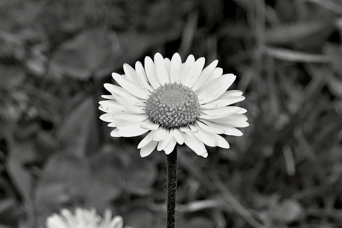 Bellis Perennis