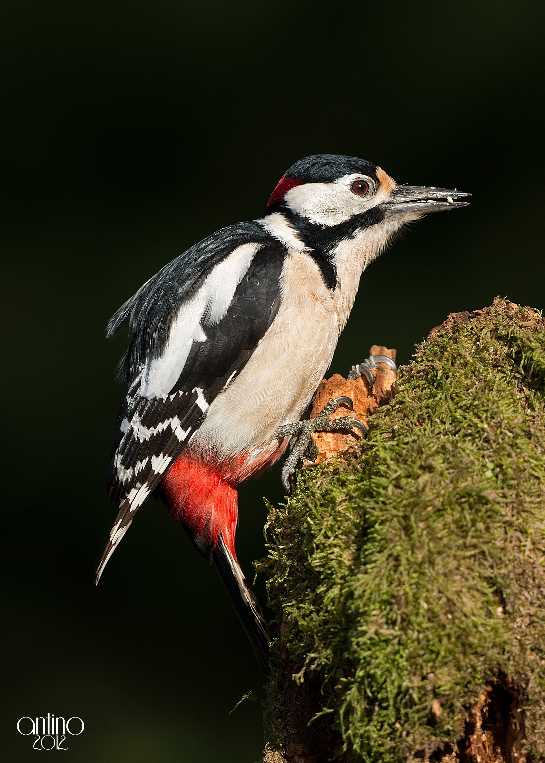 Picchio rosso maggiore 7