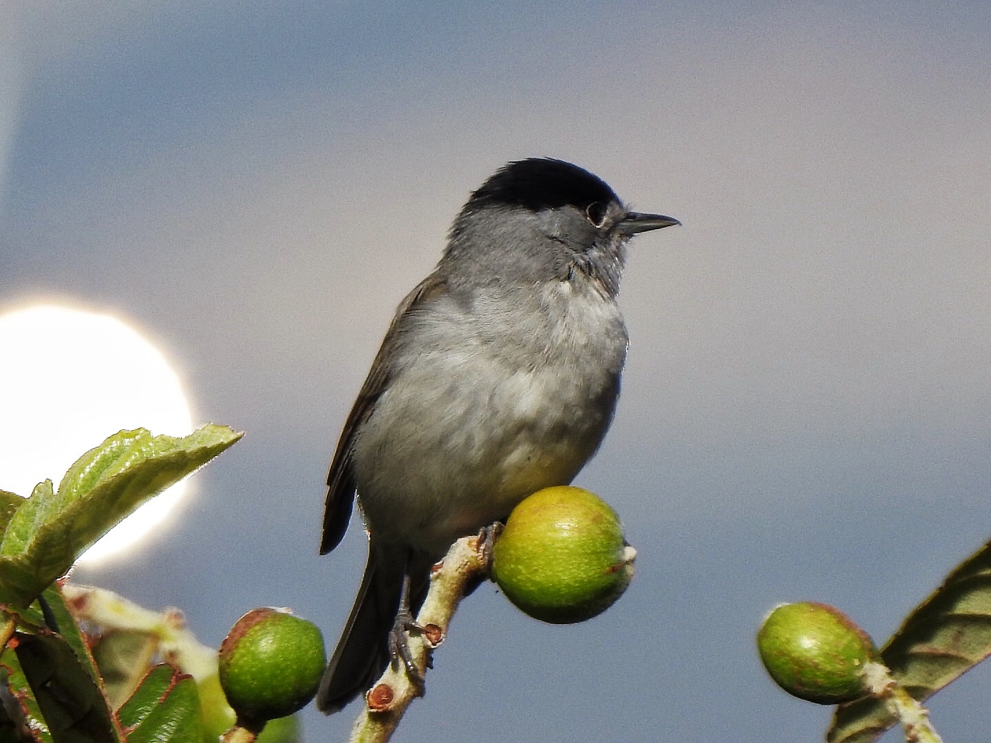 Blackcap