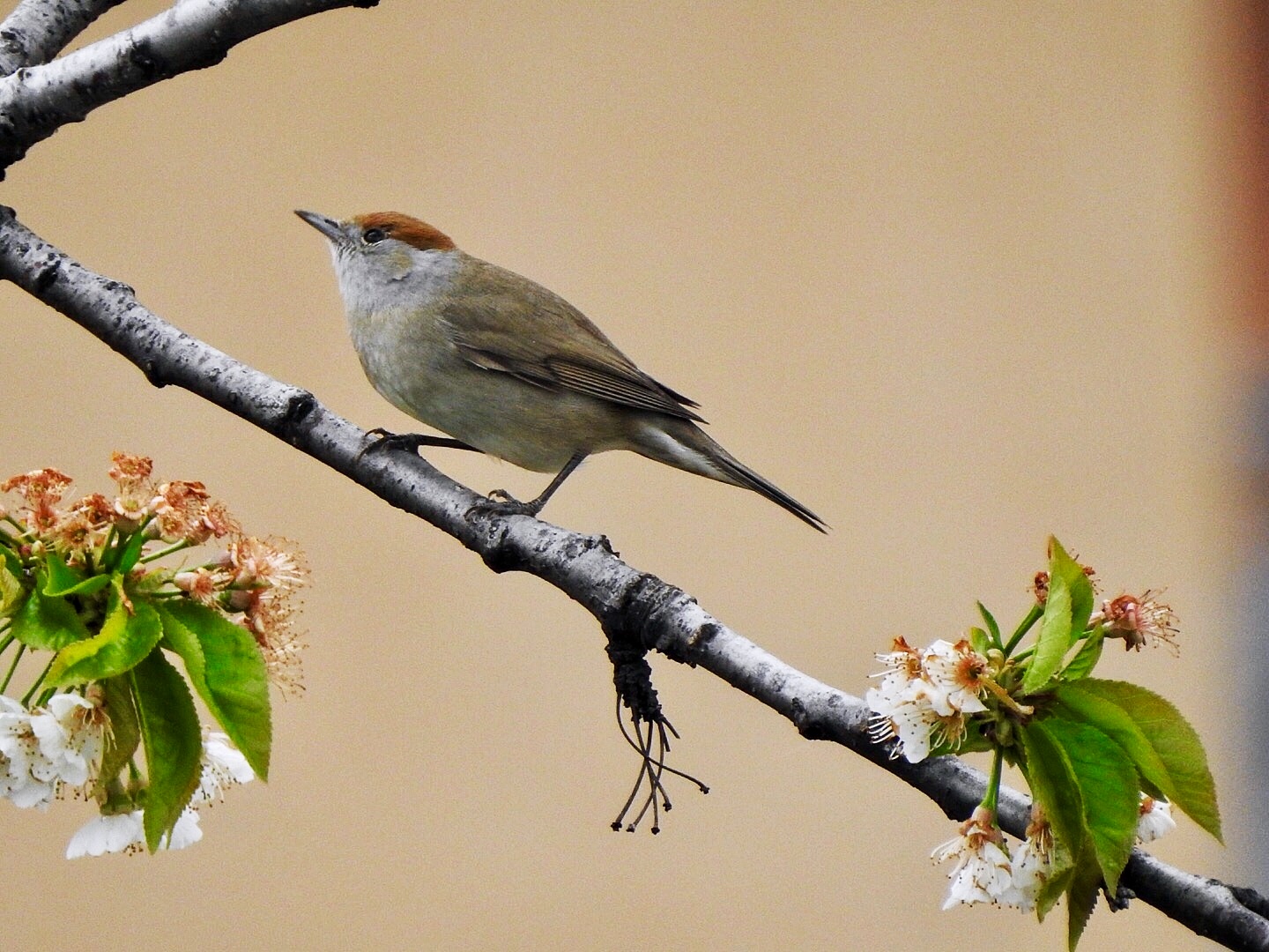 Female of Blackcap