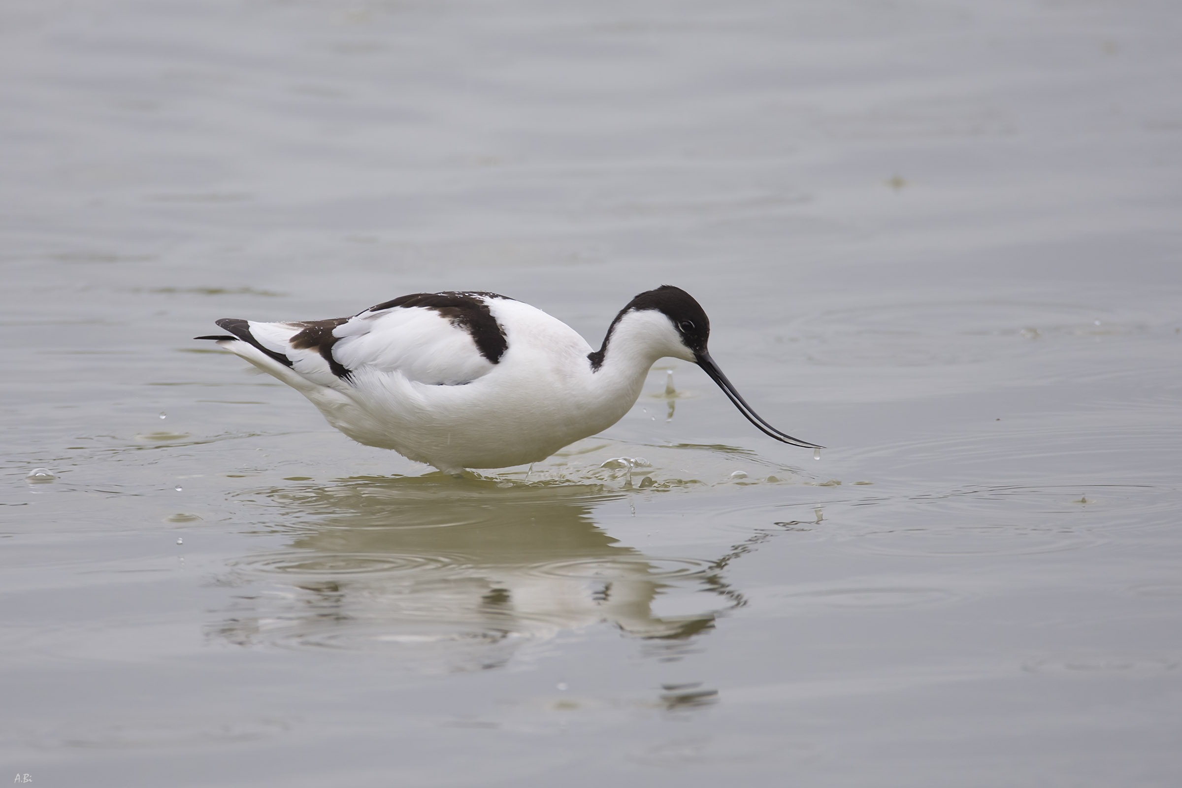 Avocet