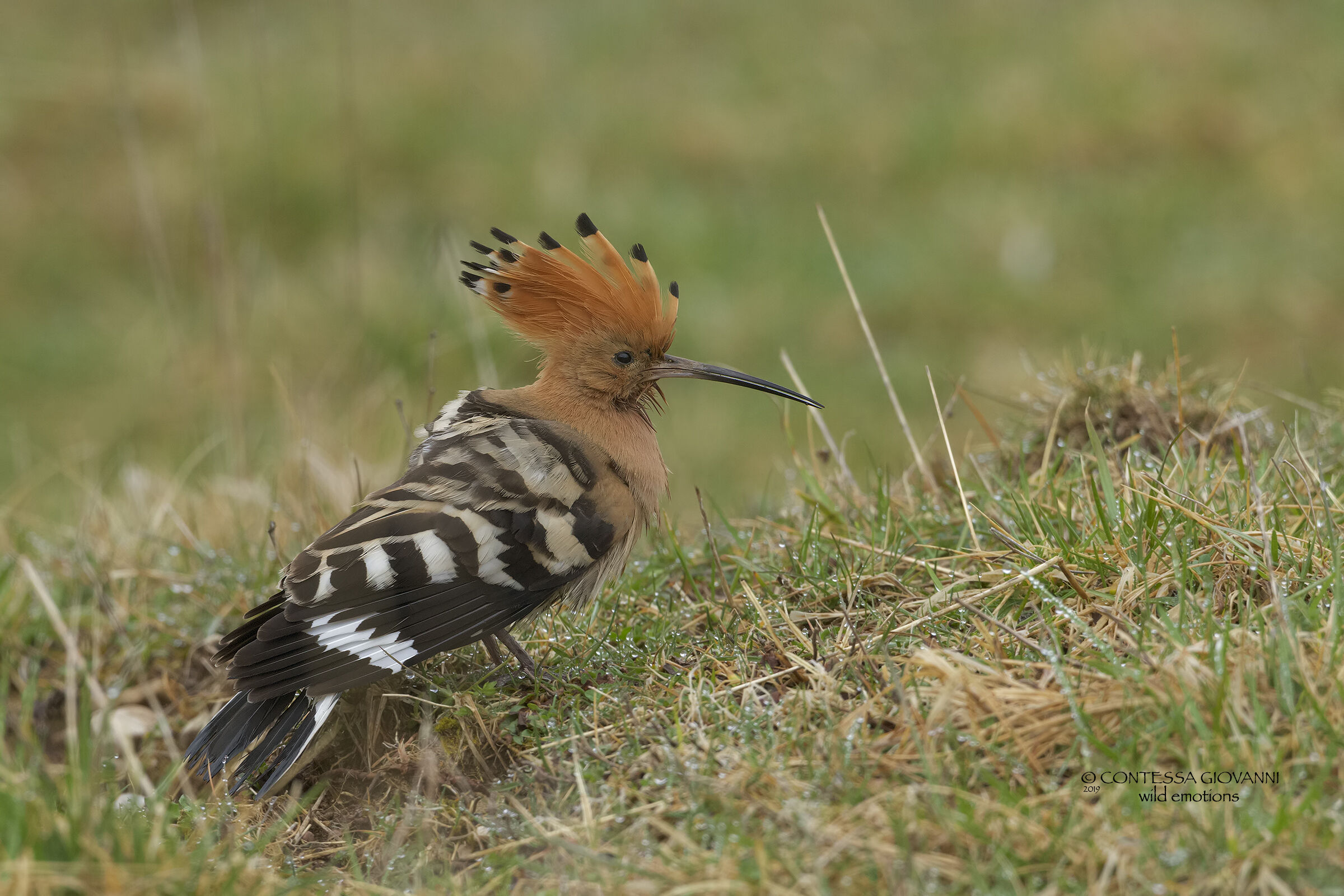 Hoopoe