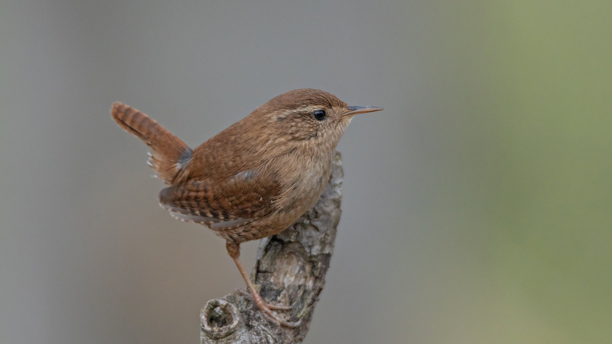 Wren