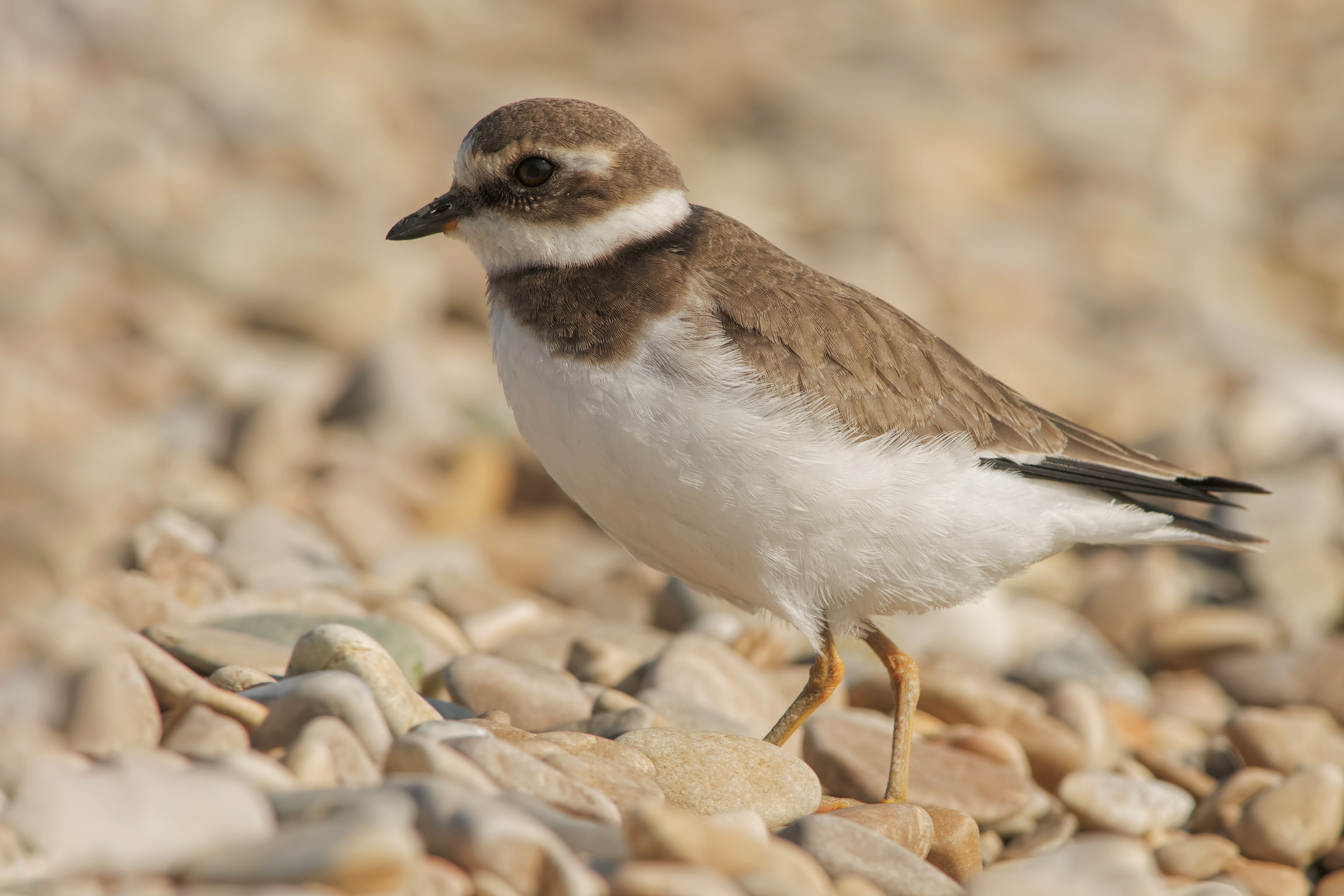 Big Courier (Charadrius hiaticula)