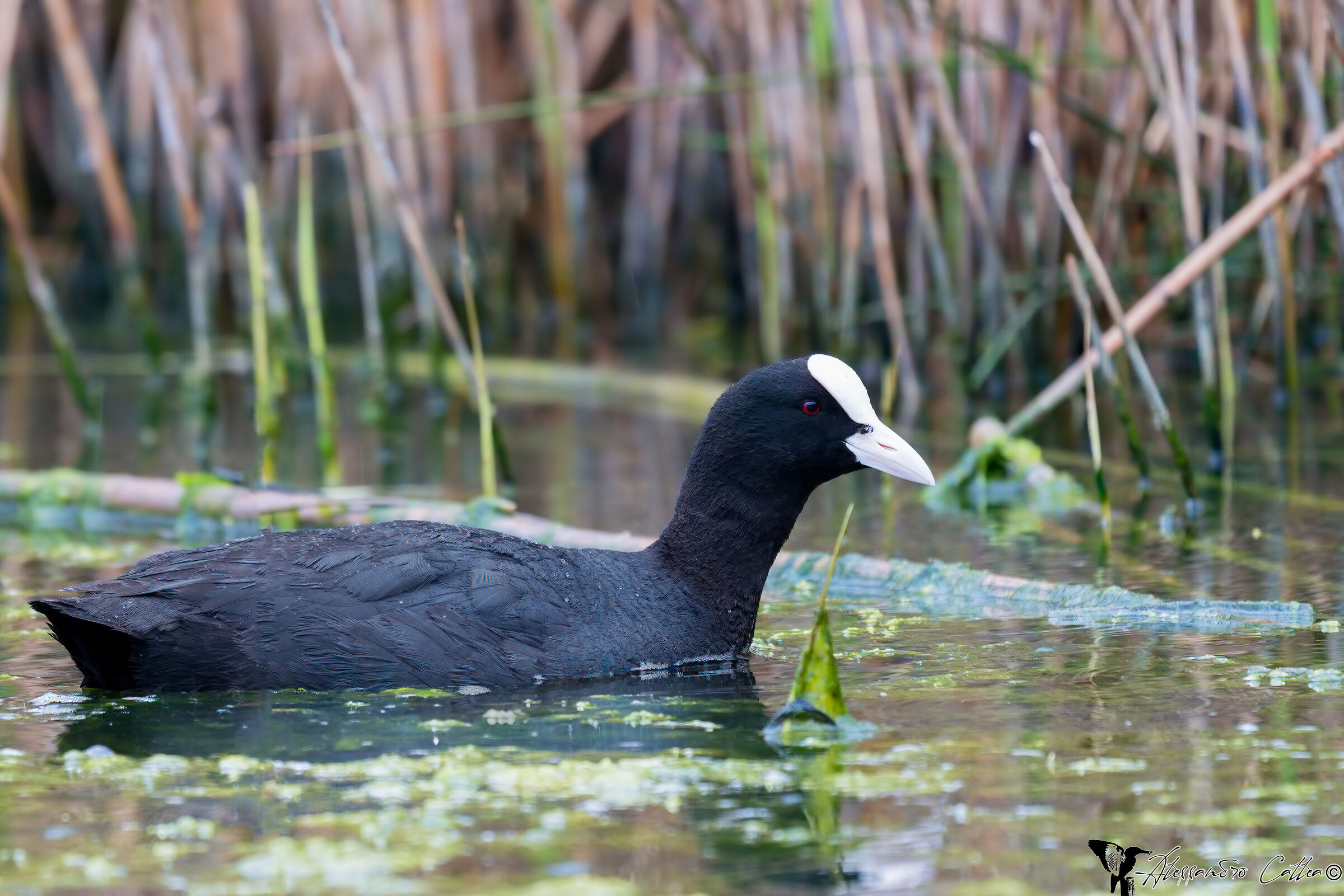 Coot (Fulica atra)