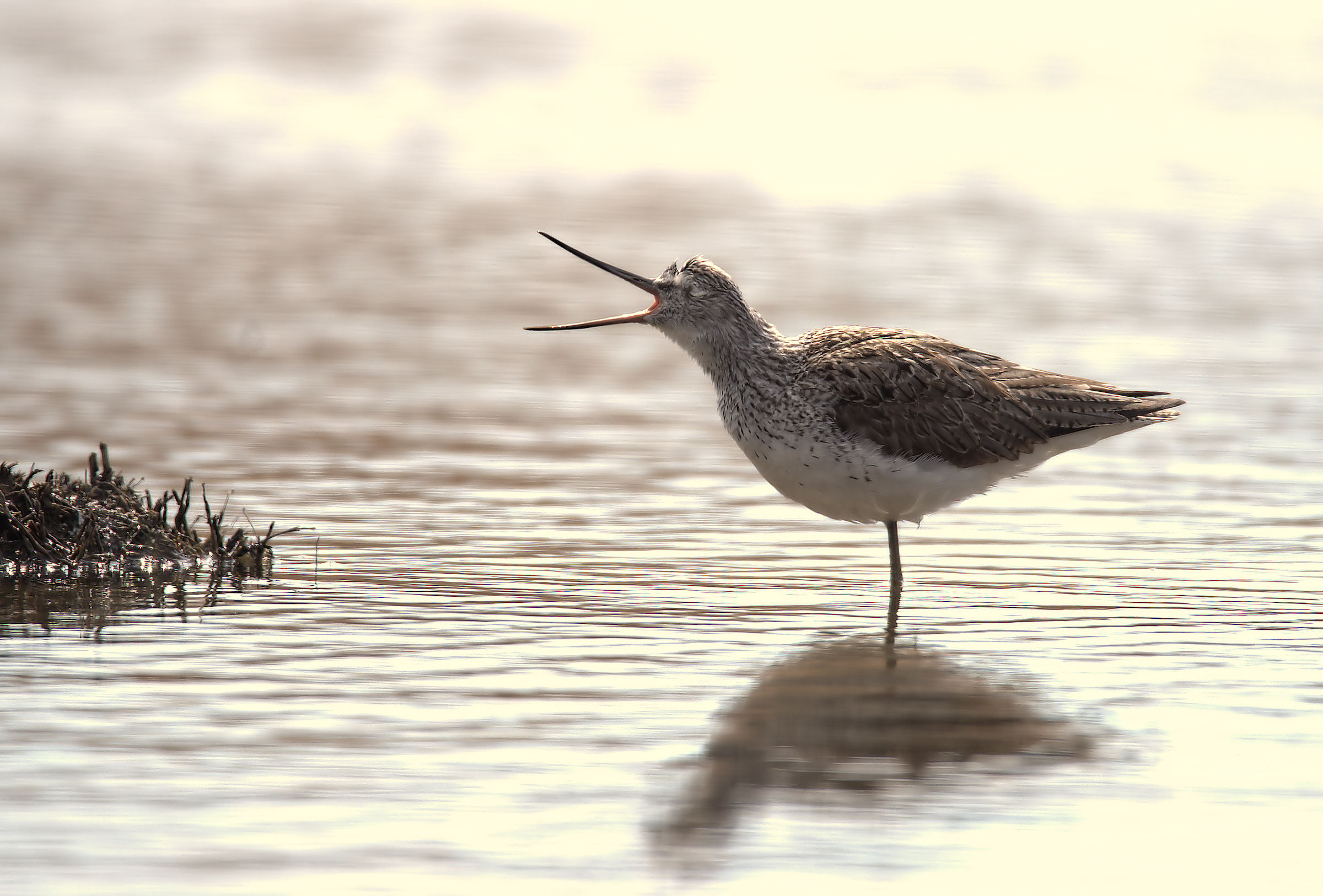 Greenshank