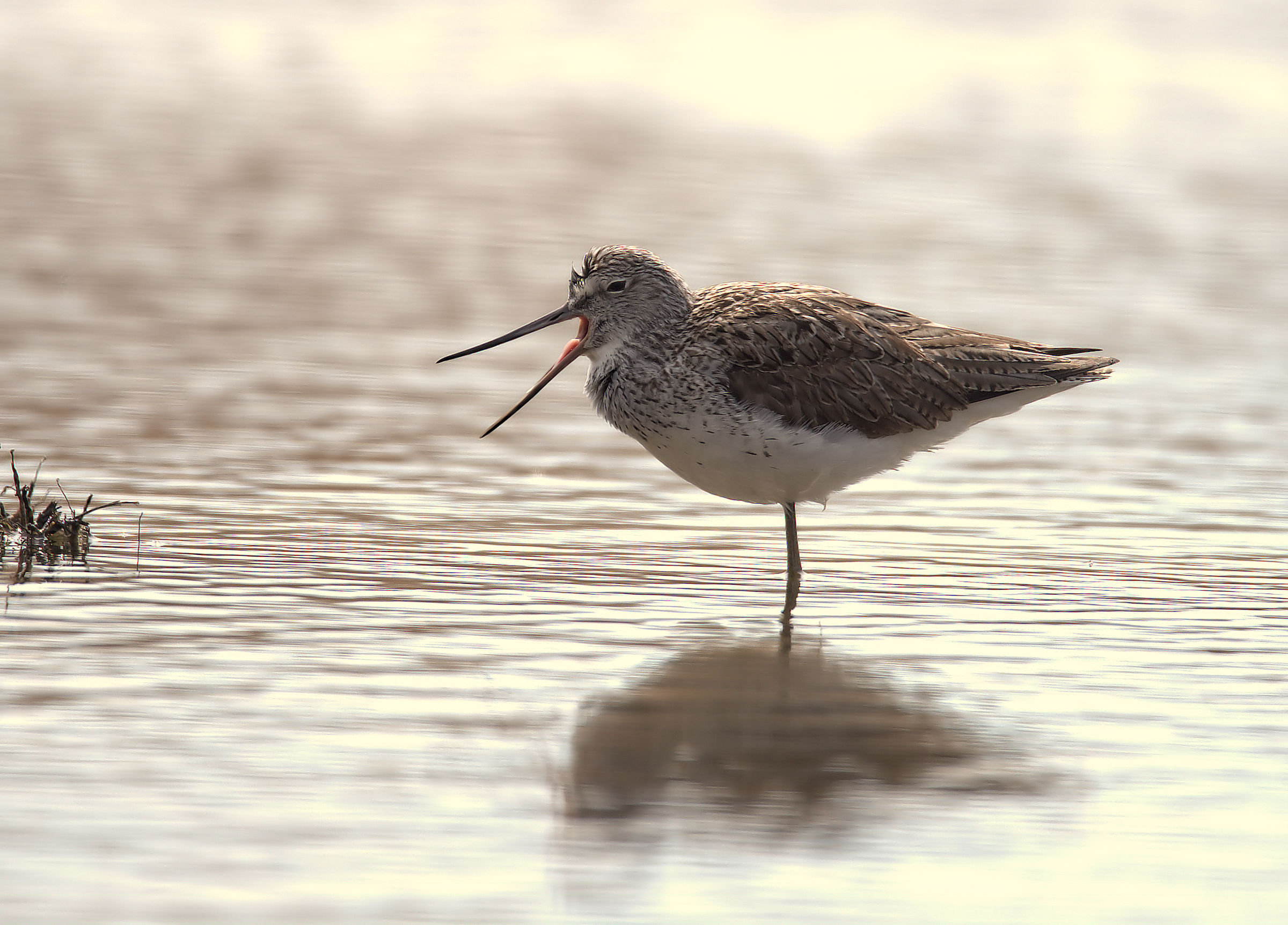 Greenshank