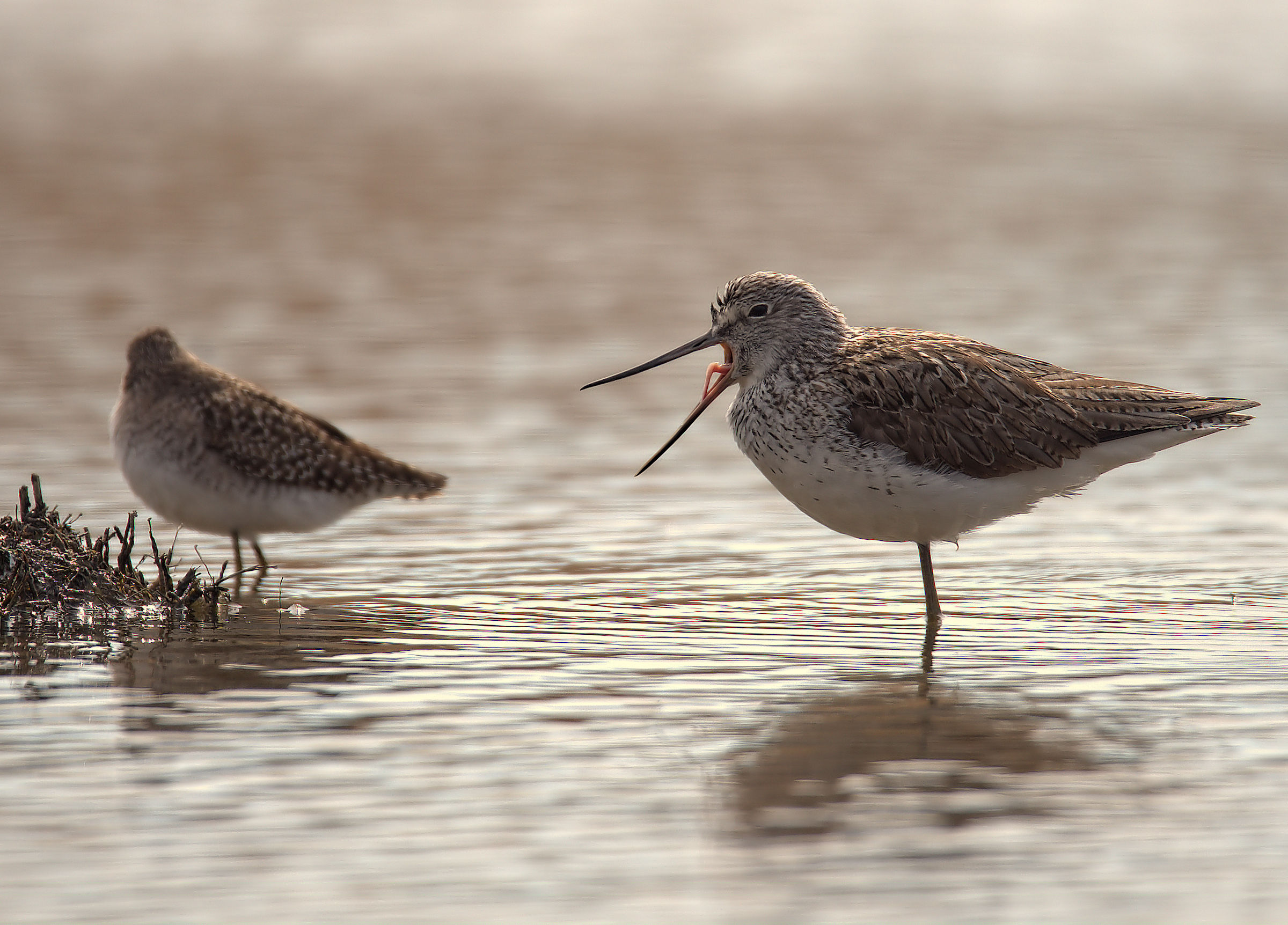 Greenshank
