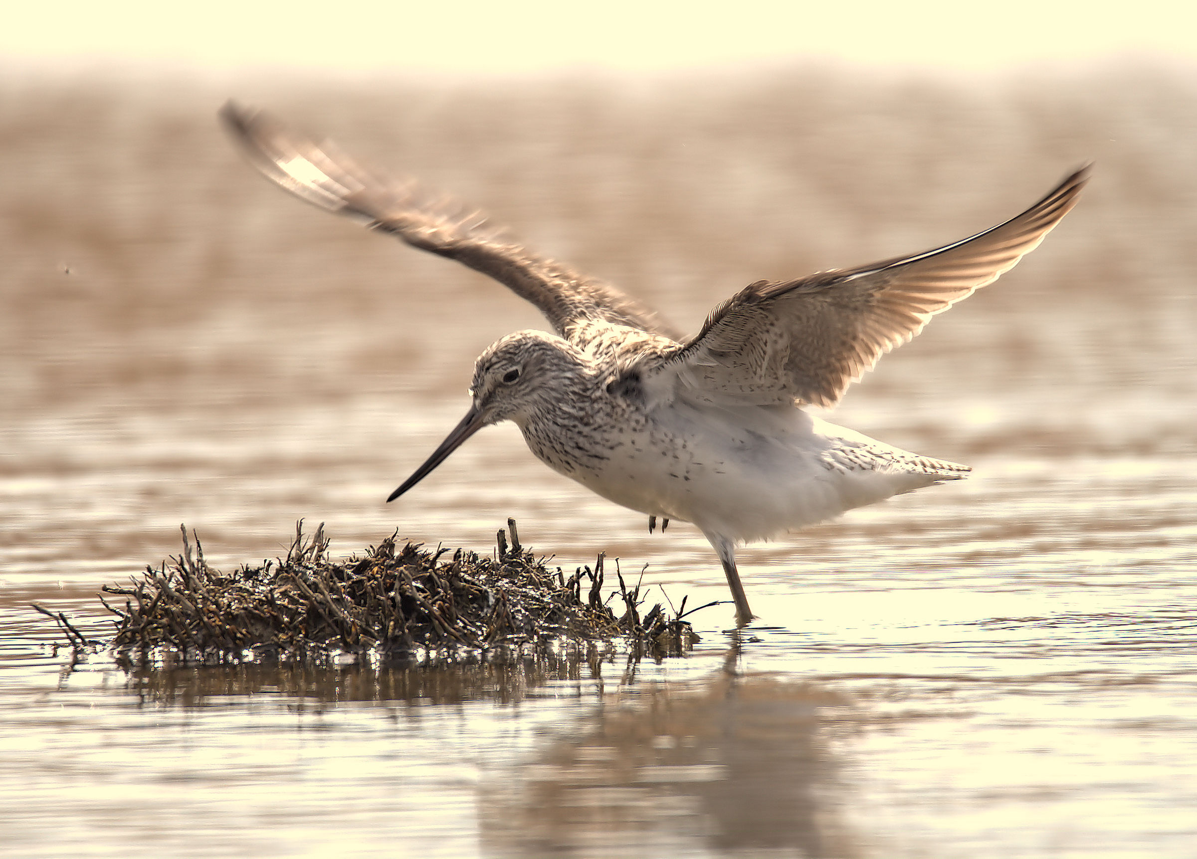 Greenshank