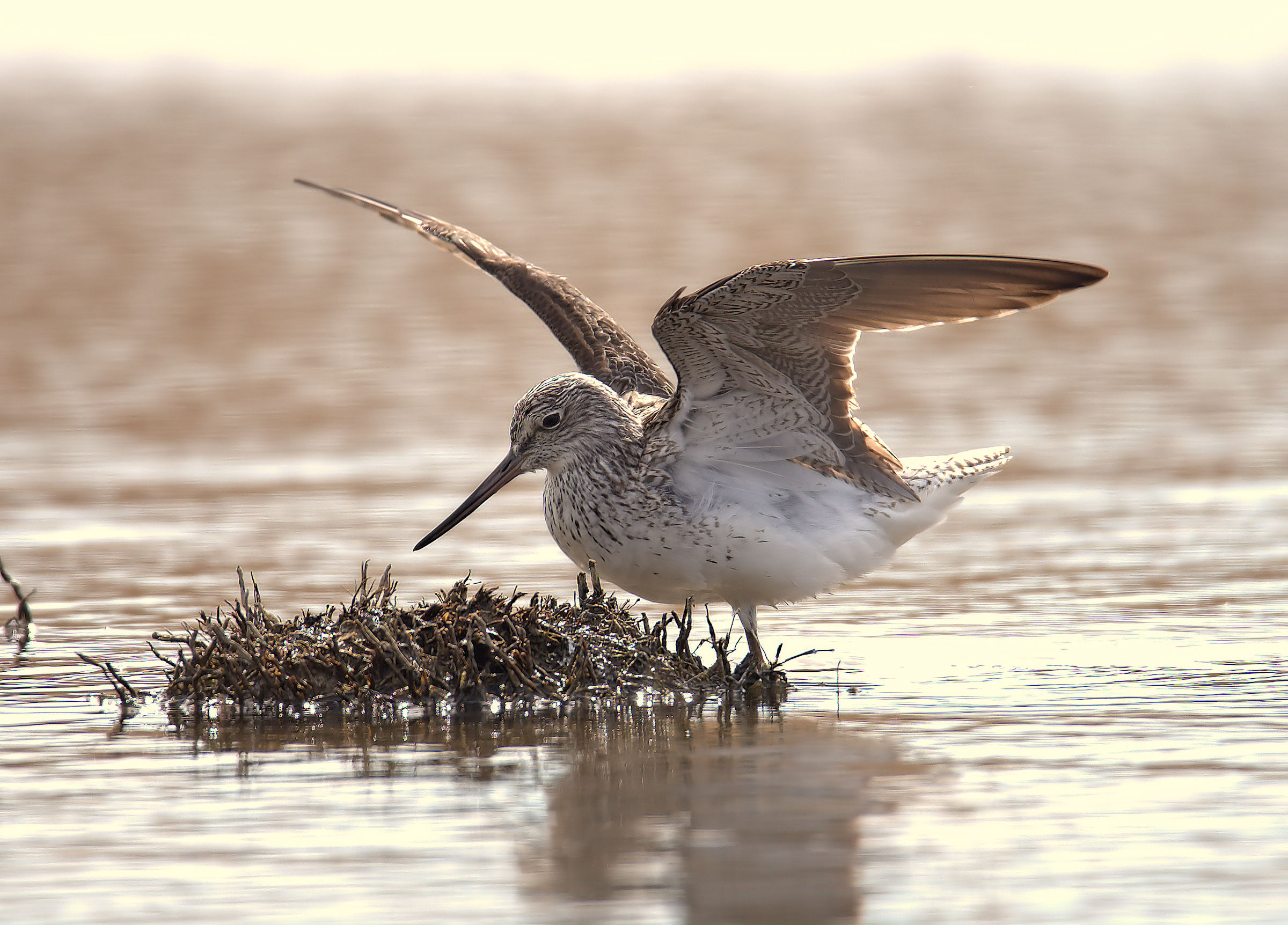 Greenshank