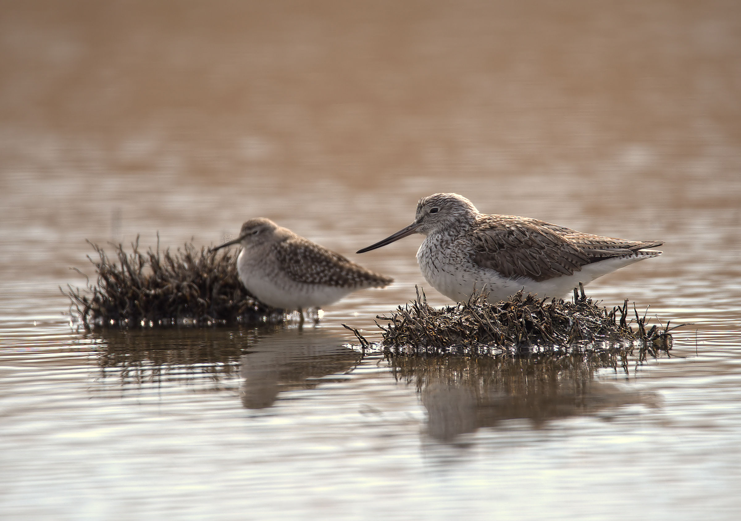 Greenshank