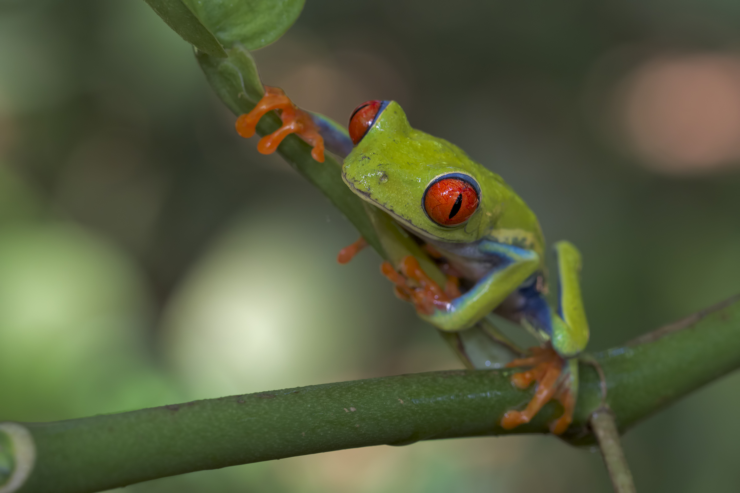 Red-eyed Frog