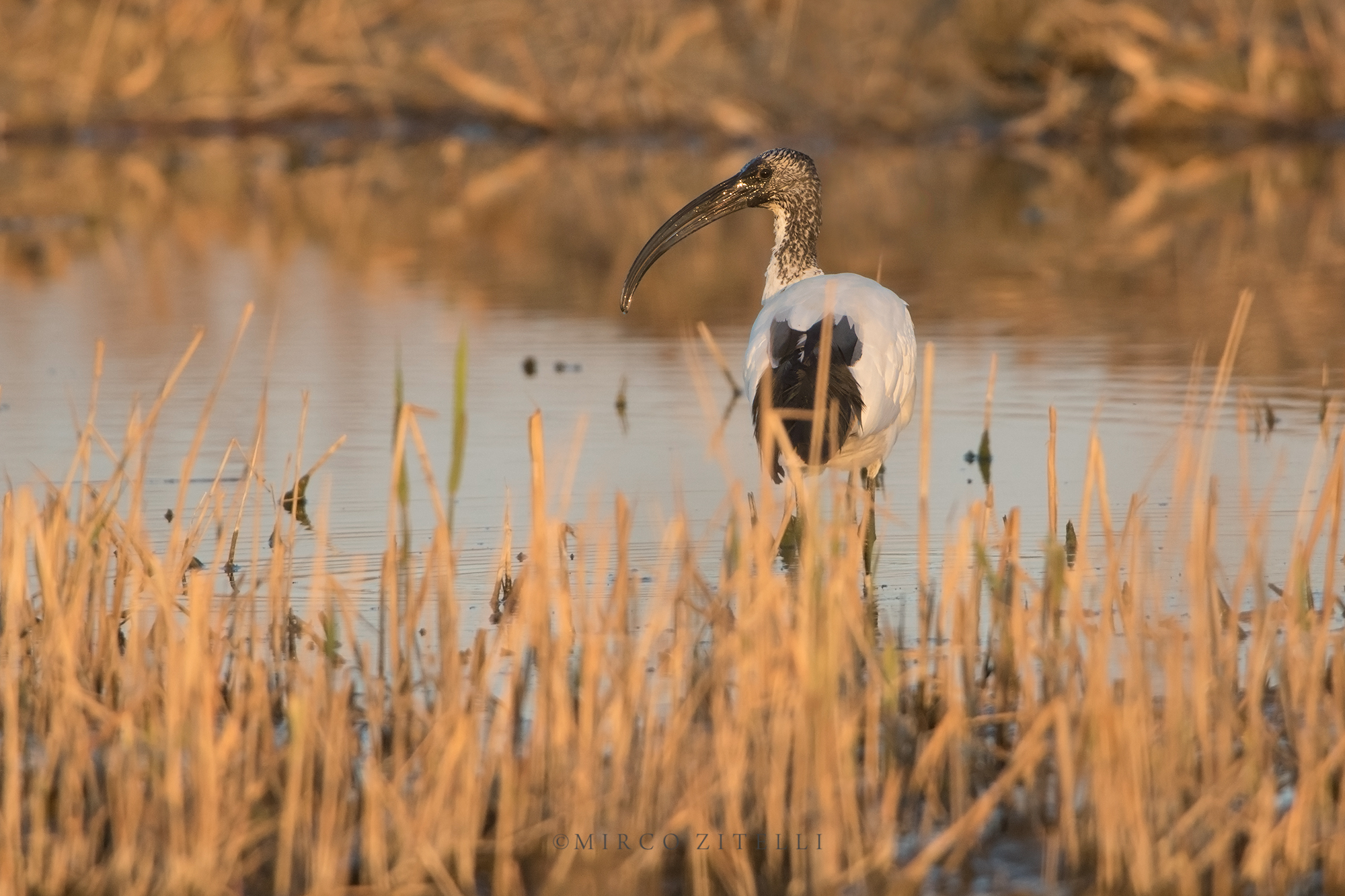 Sacred Ibis (Threskiornis aethiopicus)