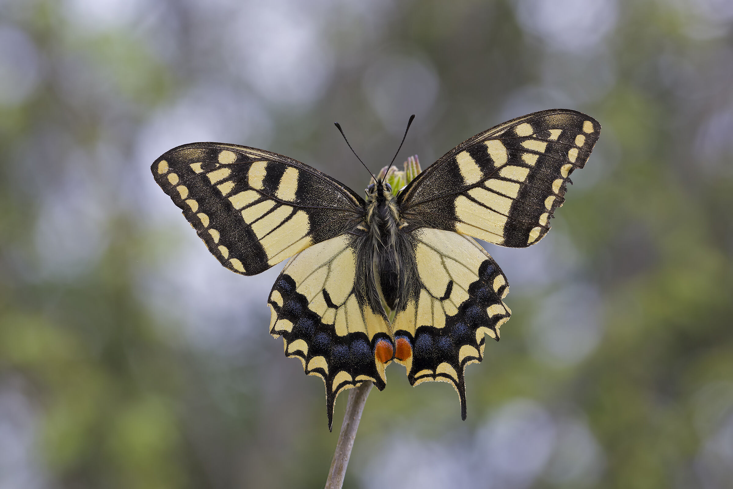Swallowtail