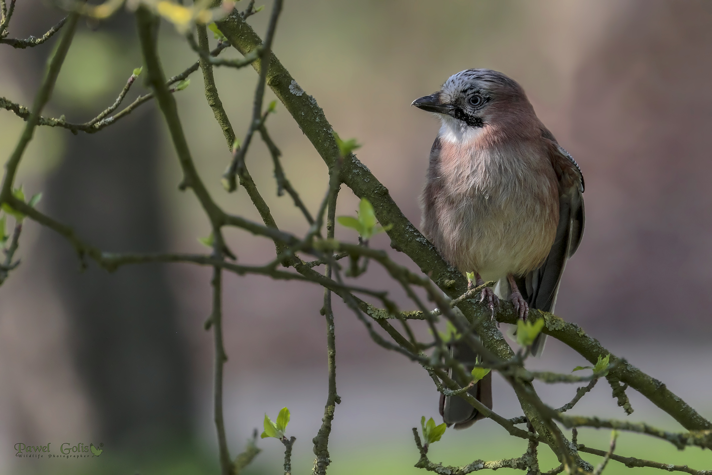 The Eurasian jay (Garrulus glandarius)