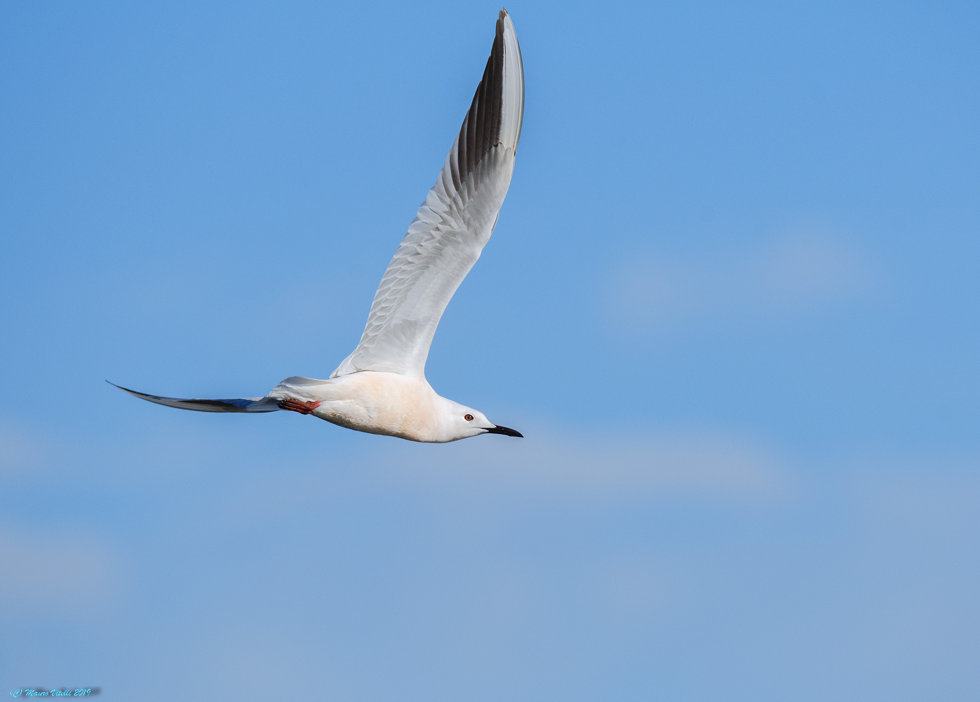 Rosy Gull (Chroicocephalus genei)