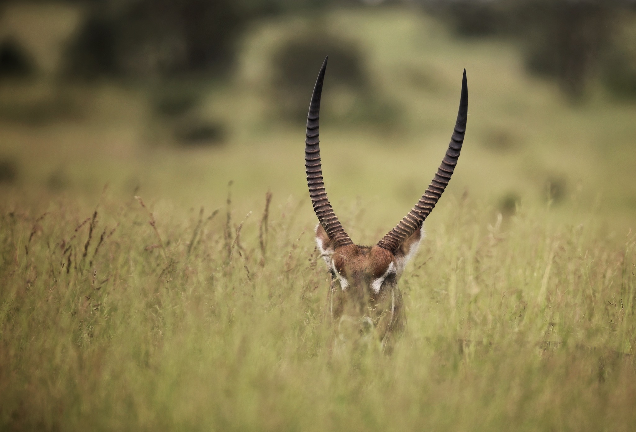 Waterbuck (Kobus ellipsiprymnus)