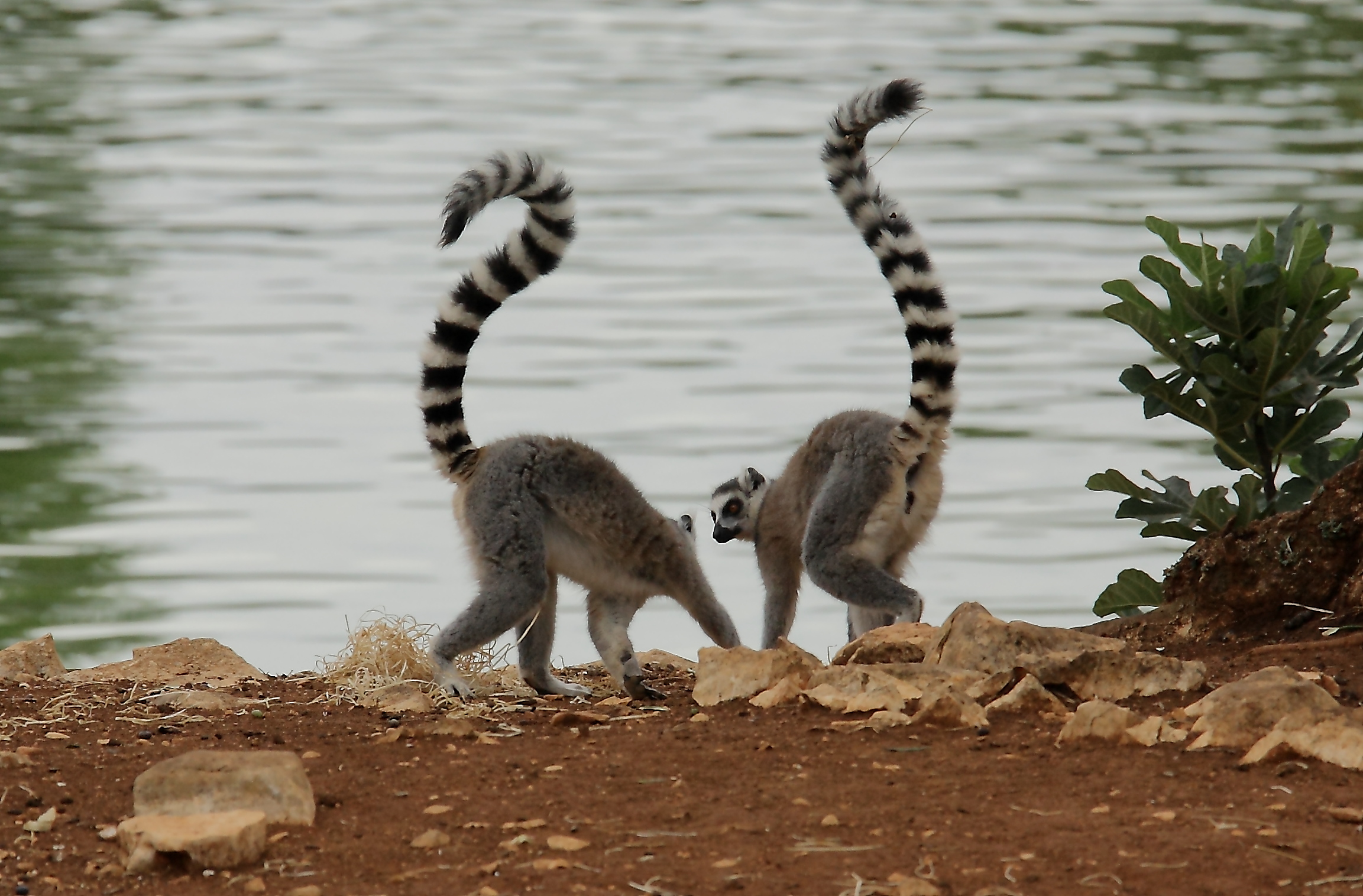 Lemuri
