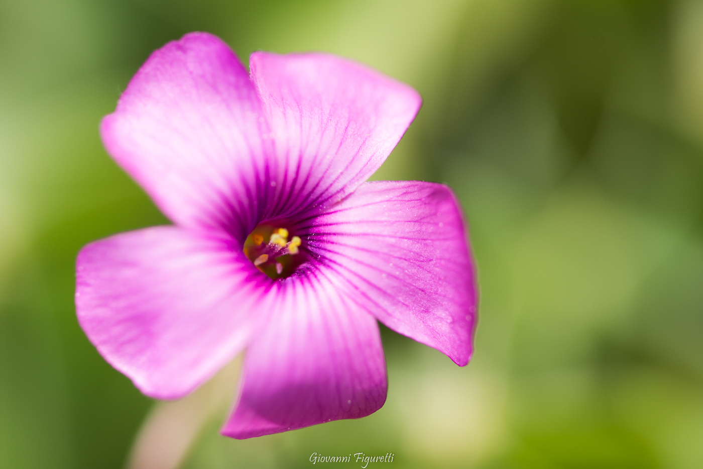 Acetosella rizomatosa