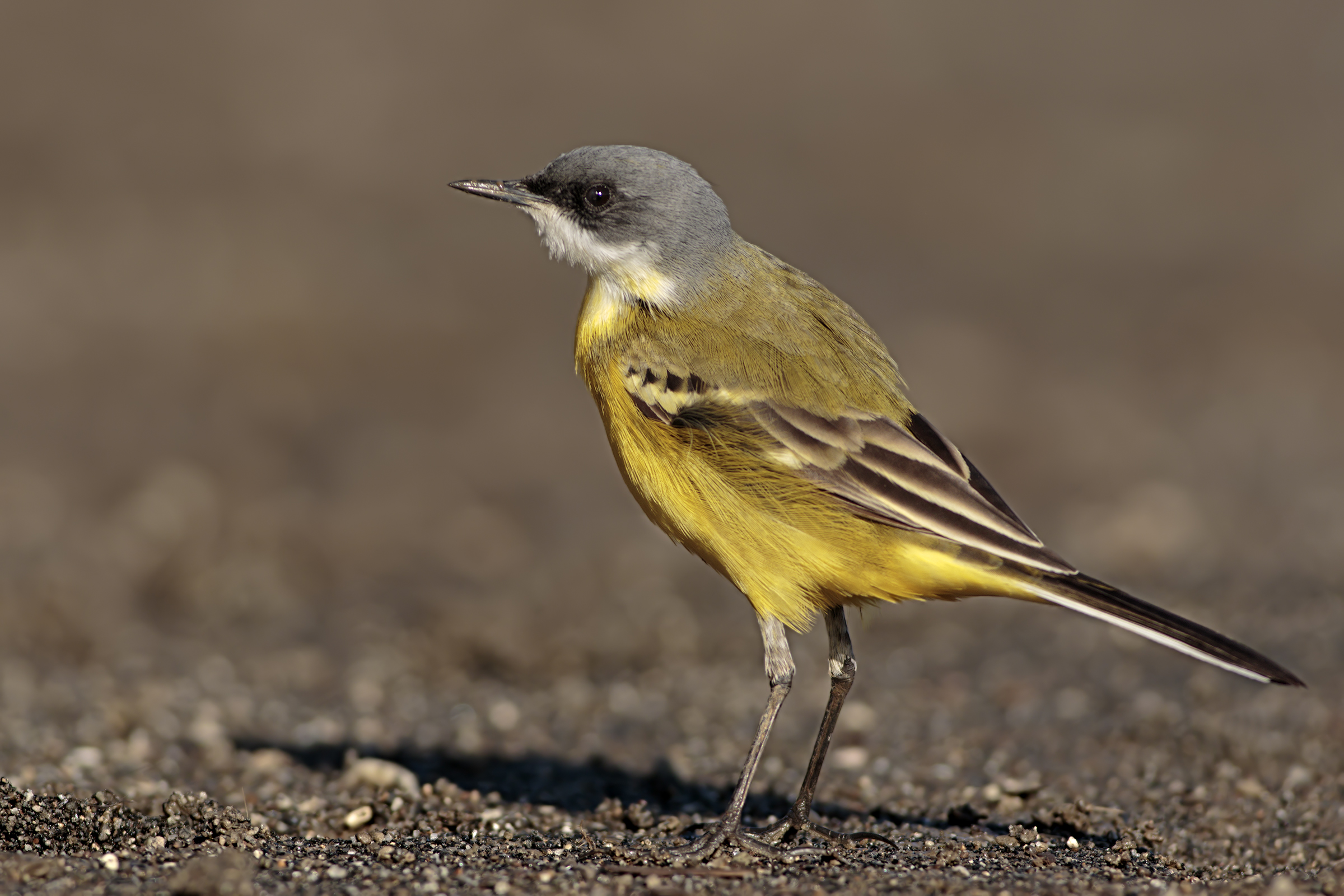 Yellow Wagtail