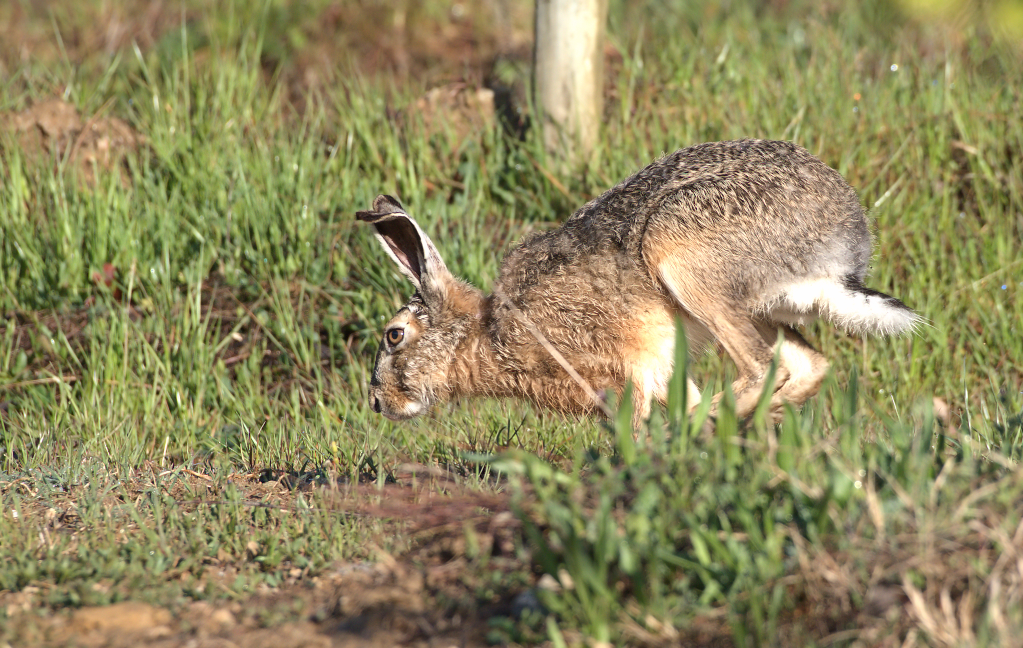 Sorry, but I'm in a hurry...