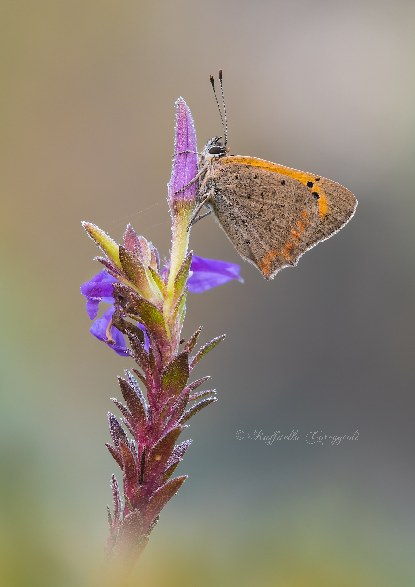 Lycaena copper