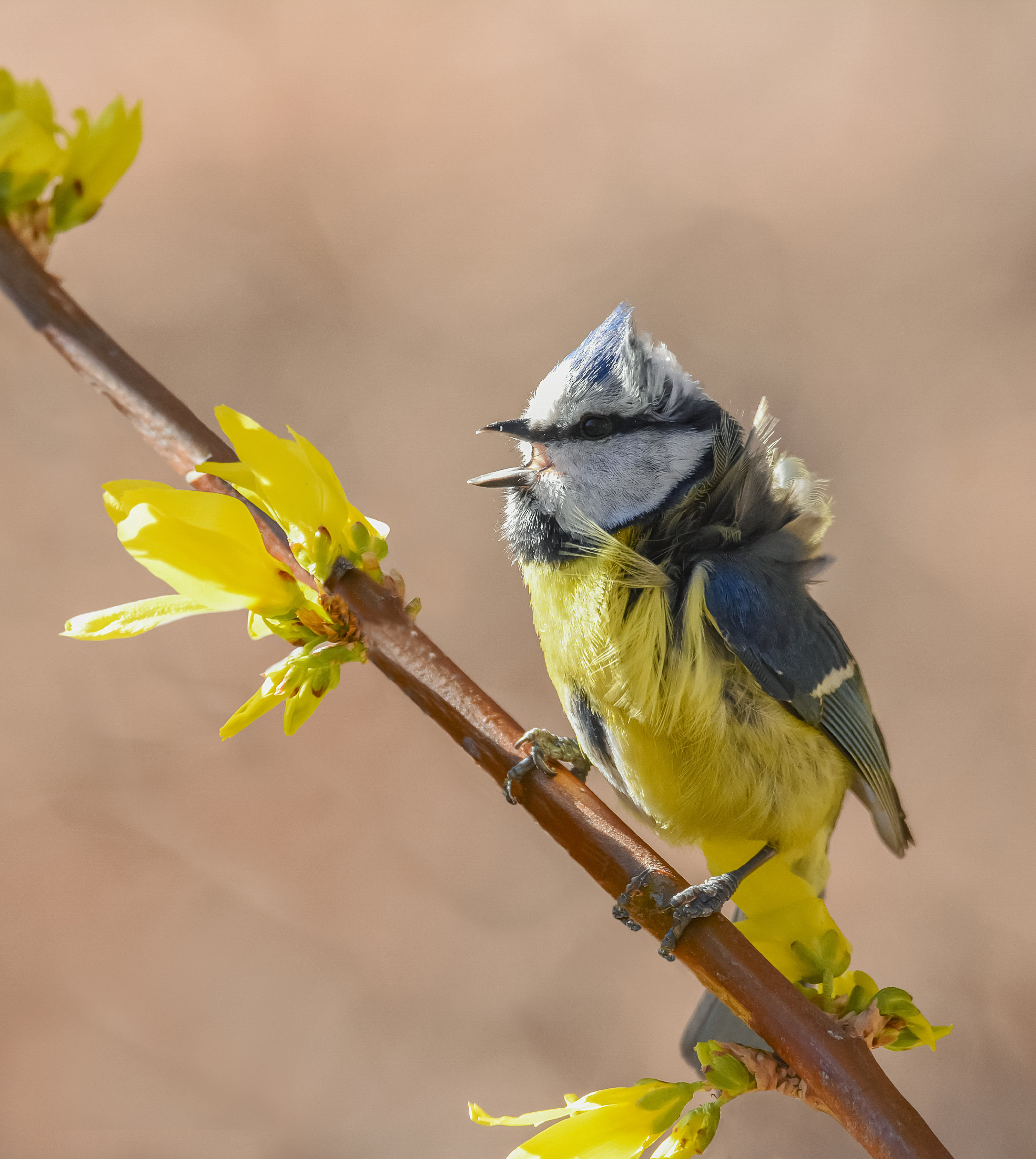 Cinciarella con l'hair look alla Nainggolan