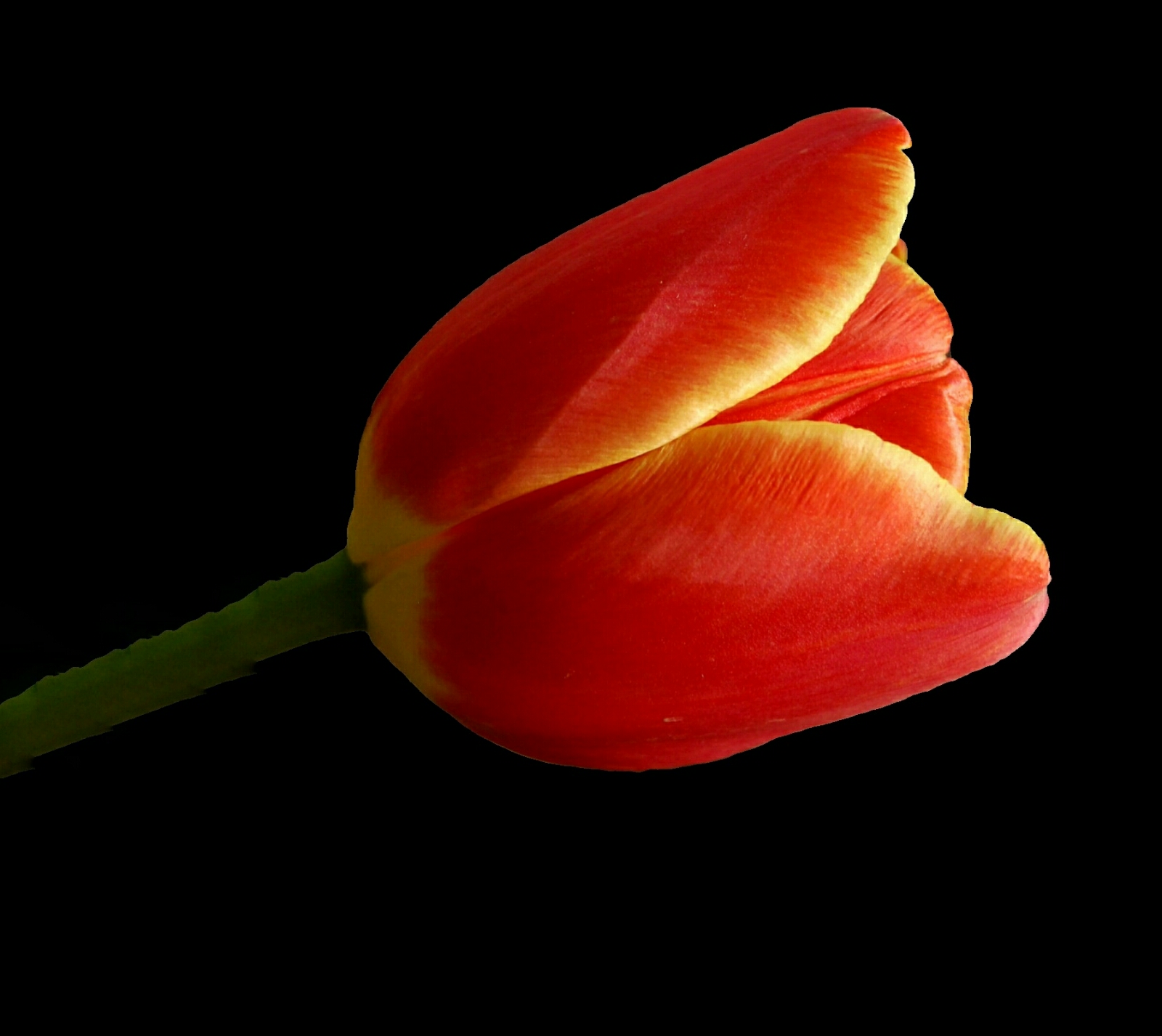 Tulipano Rosso 2