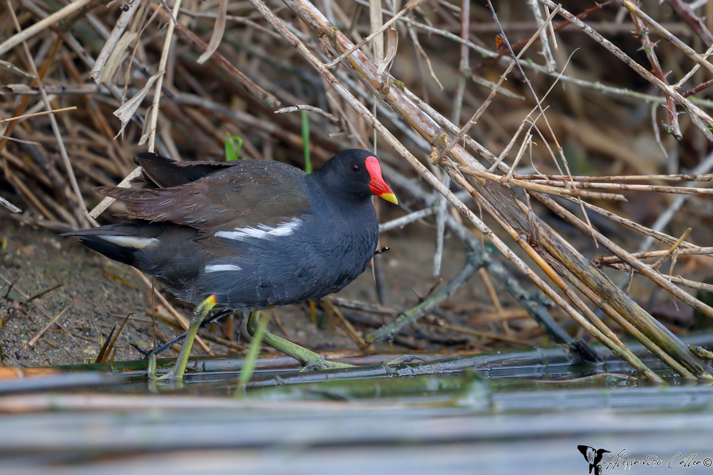 Water Hen (Gallinula chloropus)
