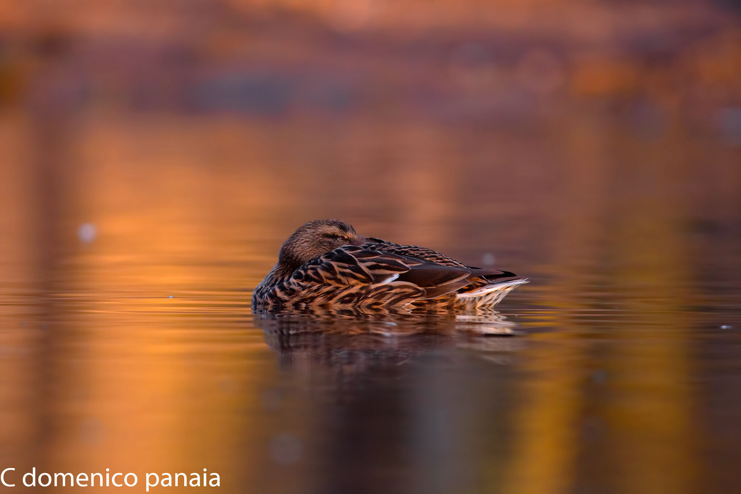 la magica luce del mattino