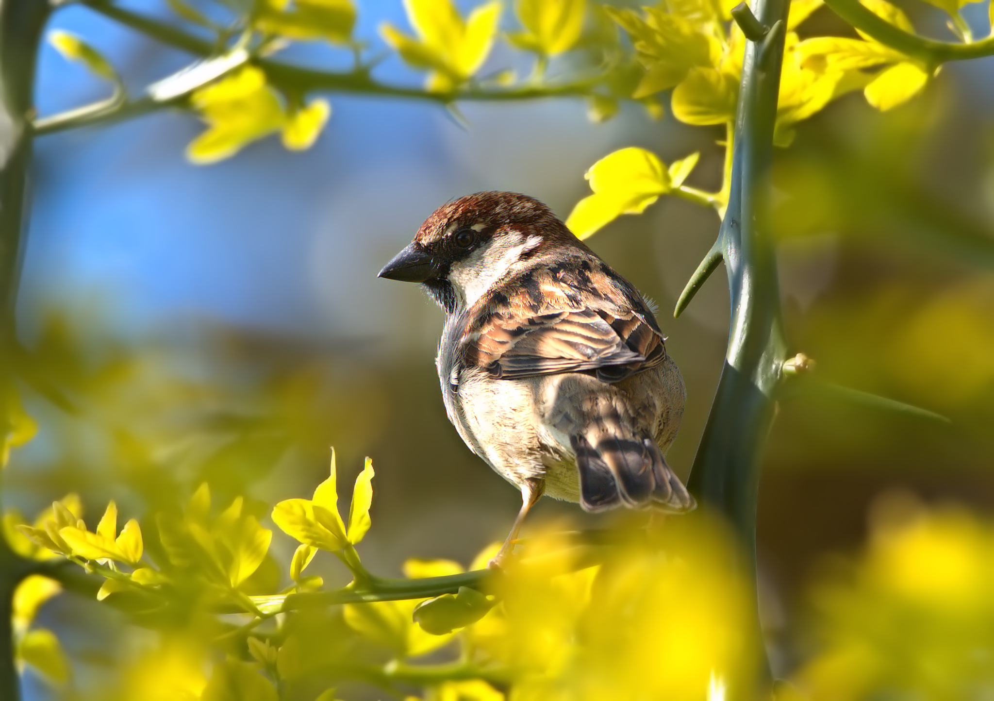 Sparrow on Wild lemon