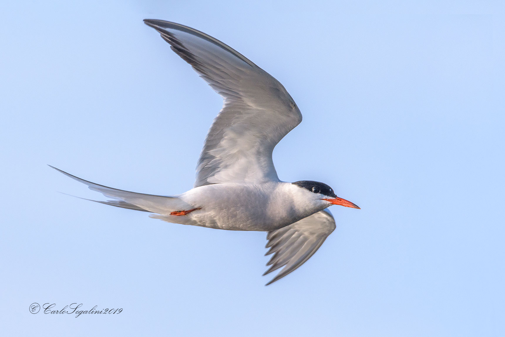Flying Tern