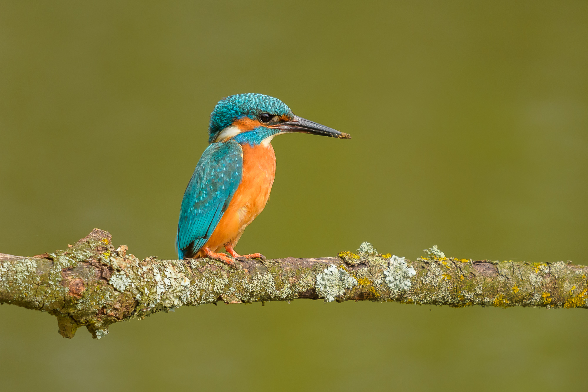 Kingfisher