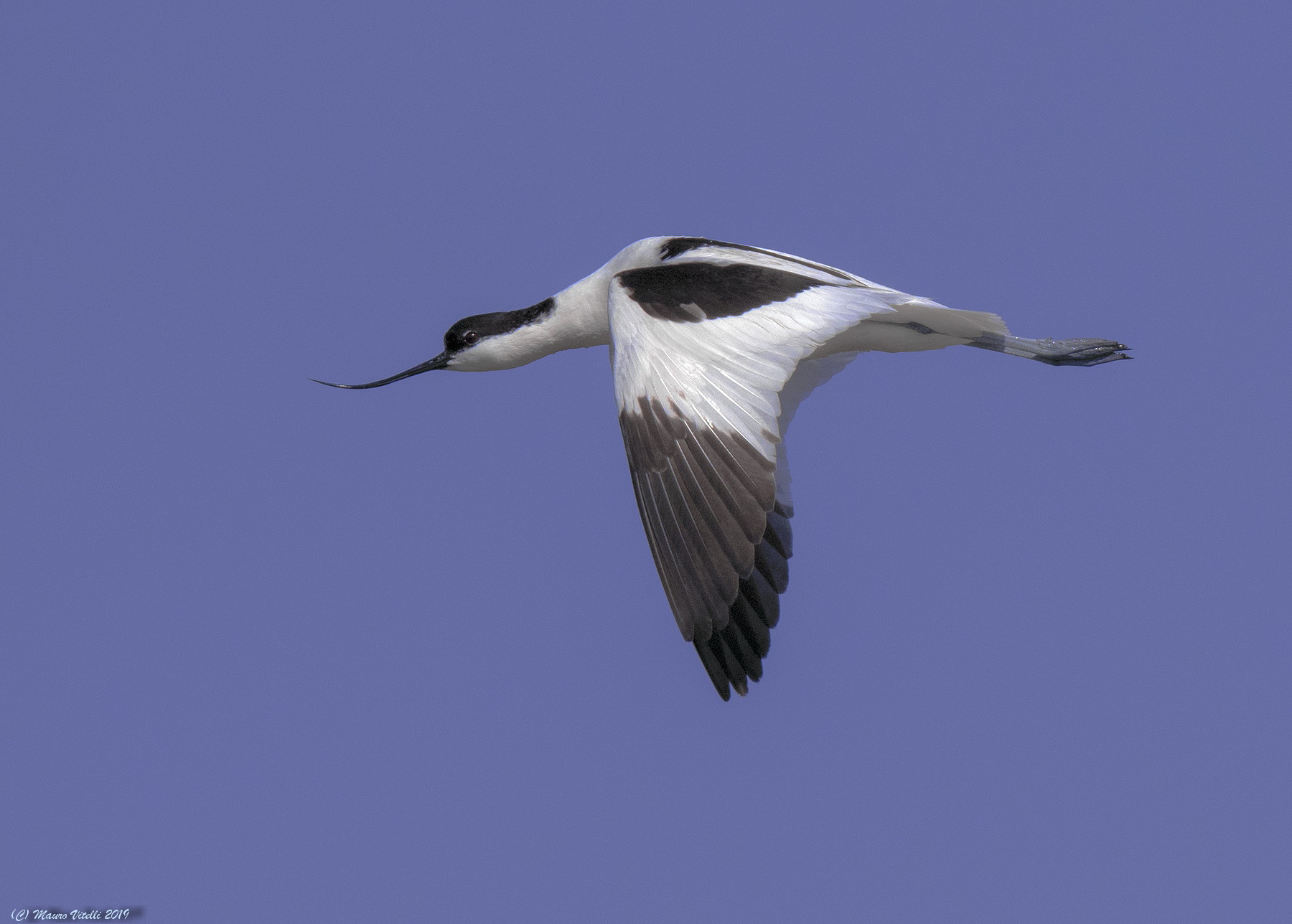 Avocette in my Way