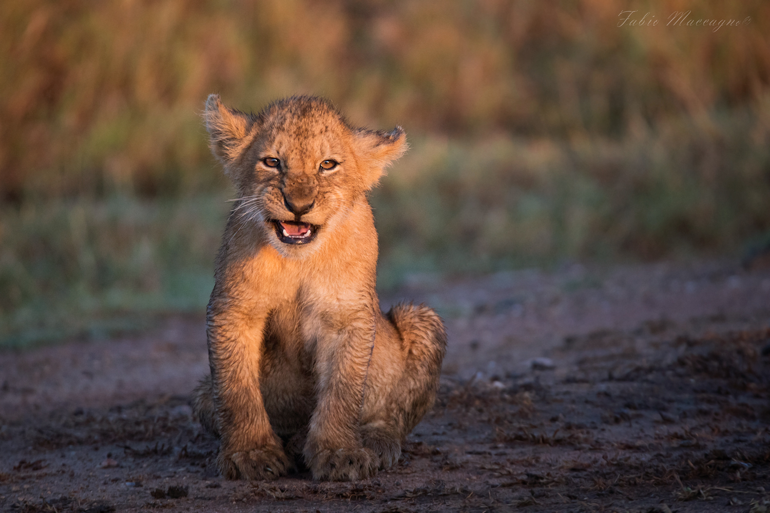 Prime luci nel Serengeti