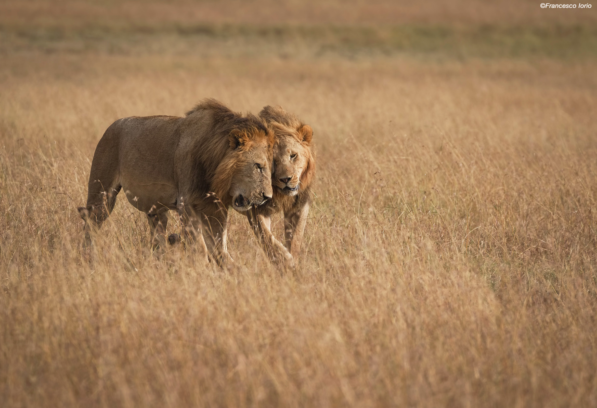 Even Lions can be sweet