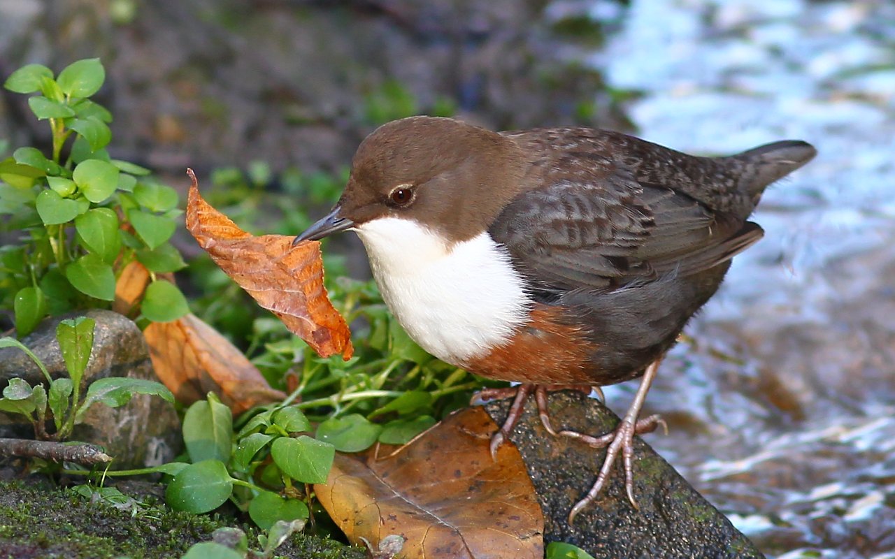 Dipper 6