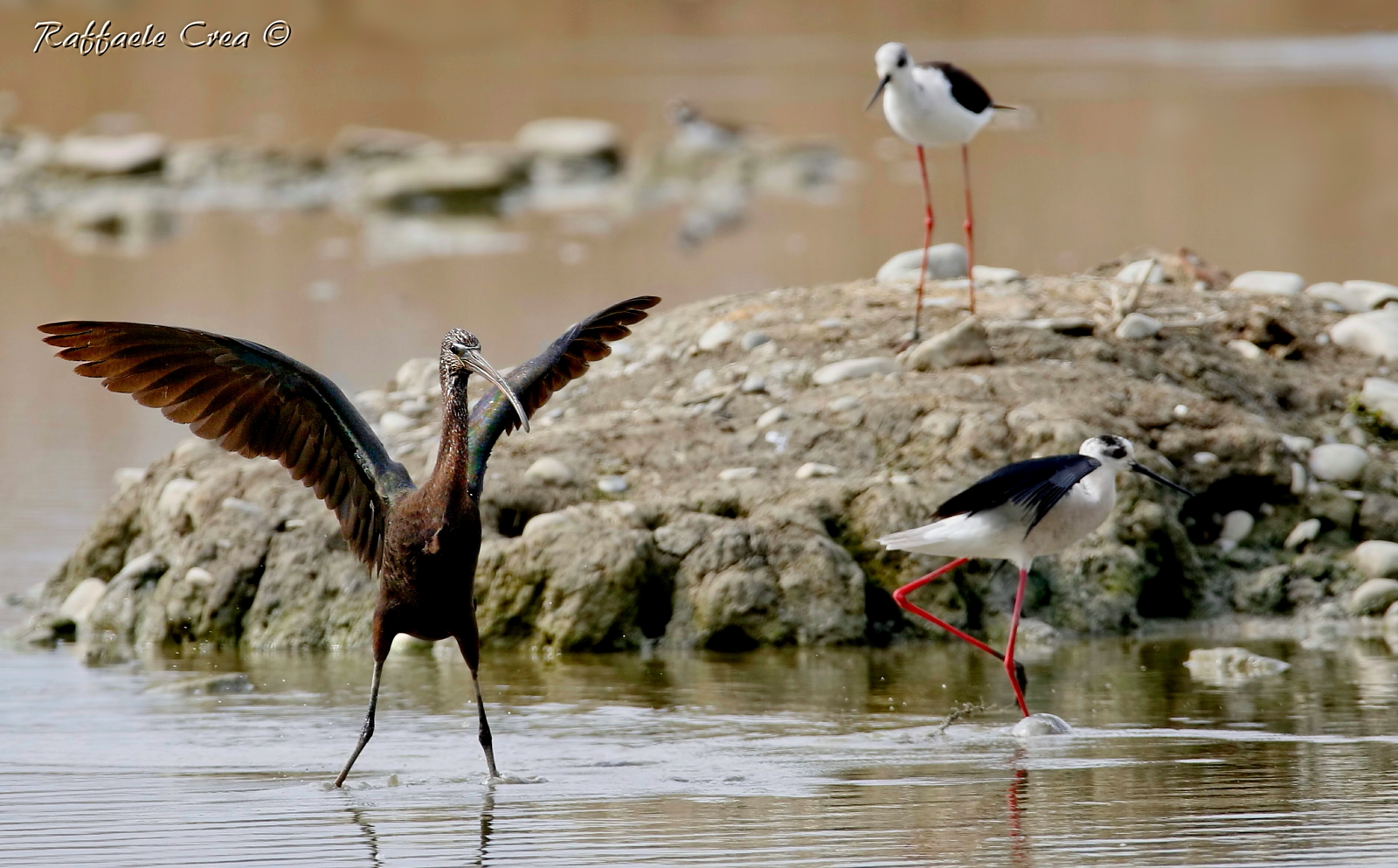 The Little Pinkman and the Knights