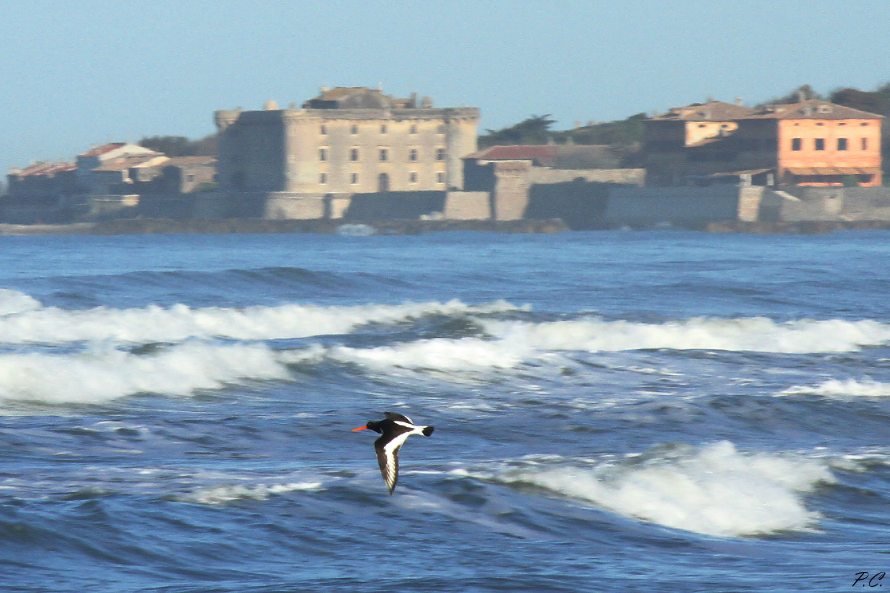 la beccaccia, il mare e il castello