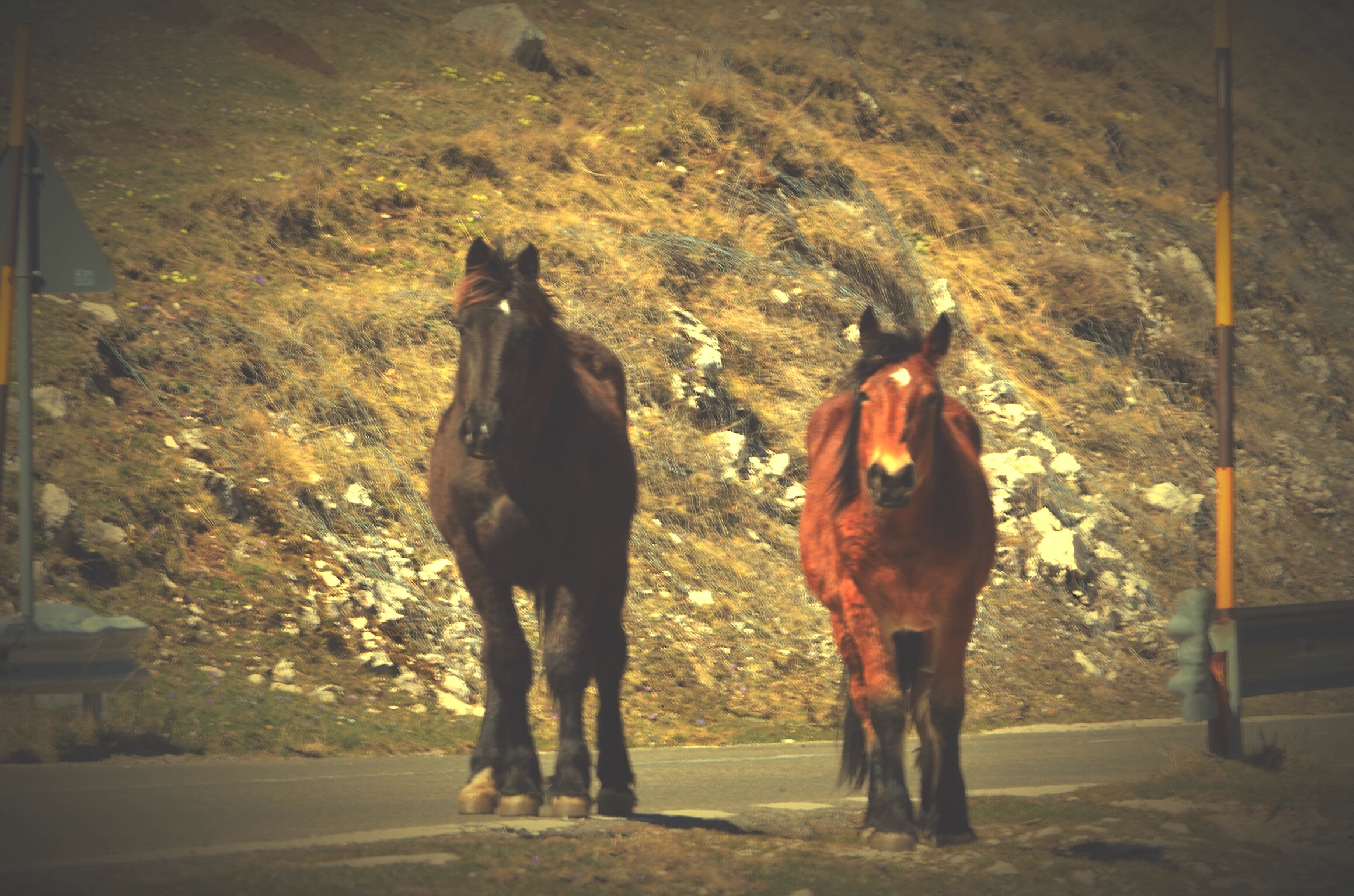 Cavalli per strada...