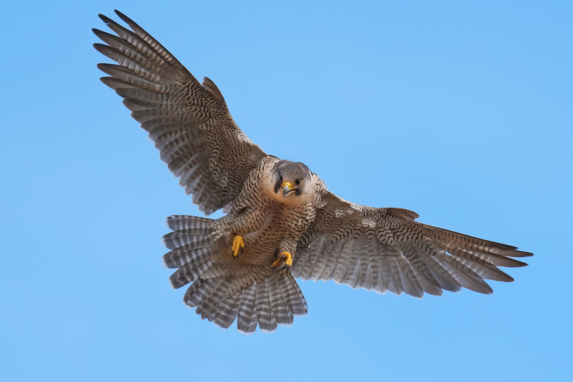 Peregrine falcon