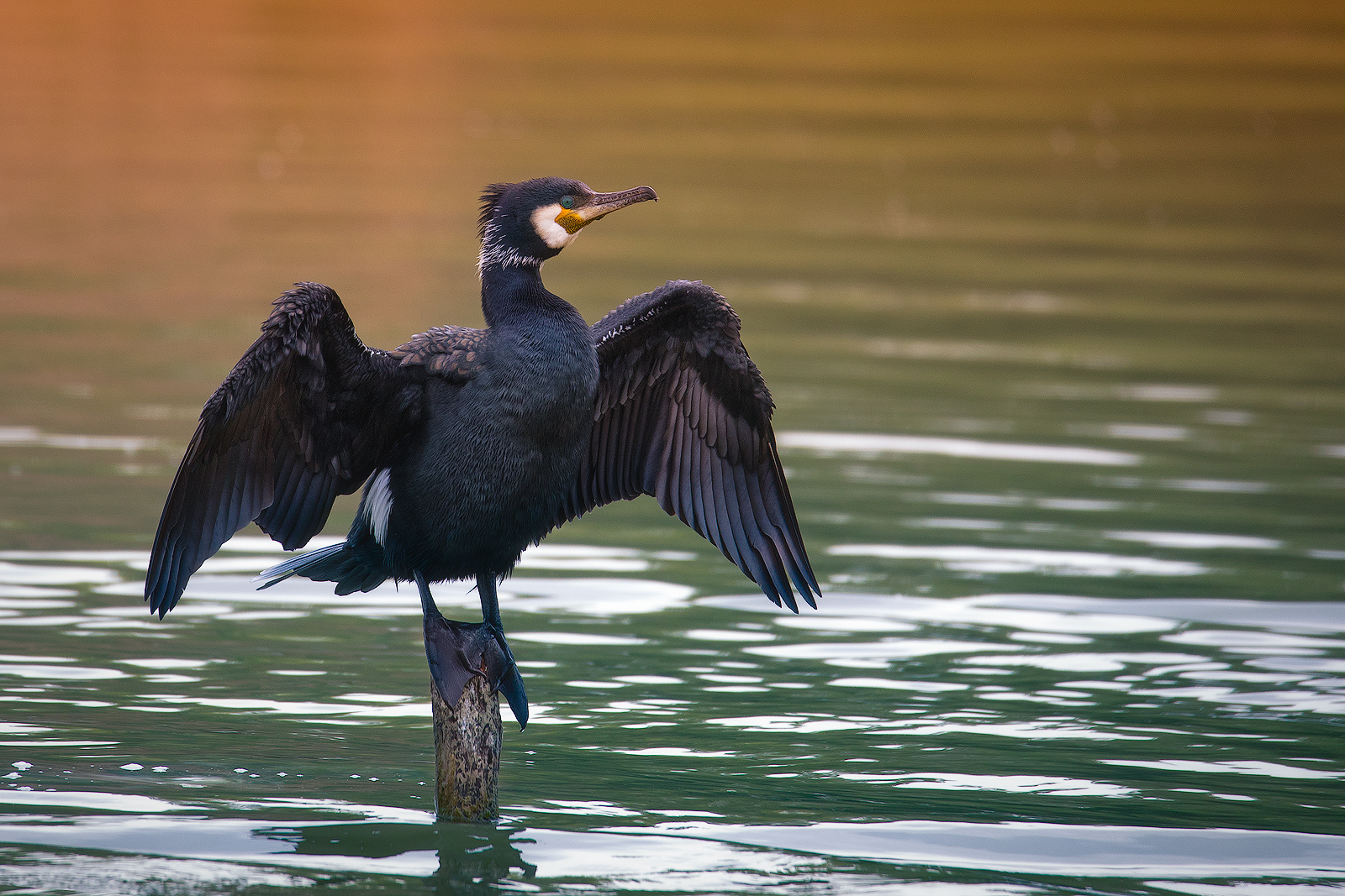 Cormorant