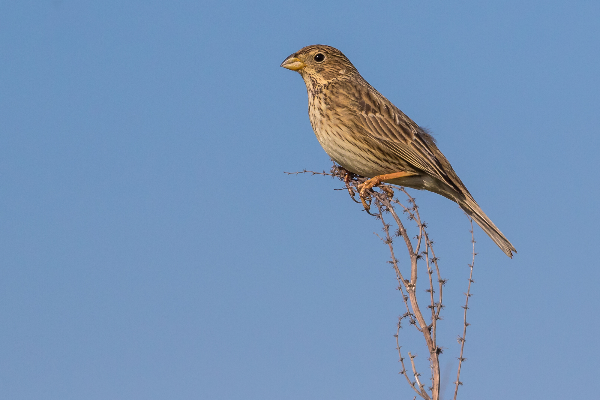 Corn Bunting.