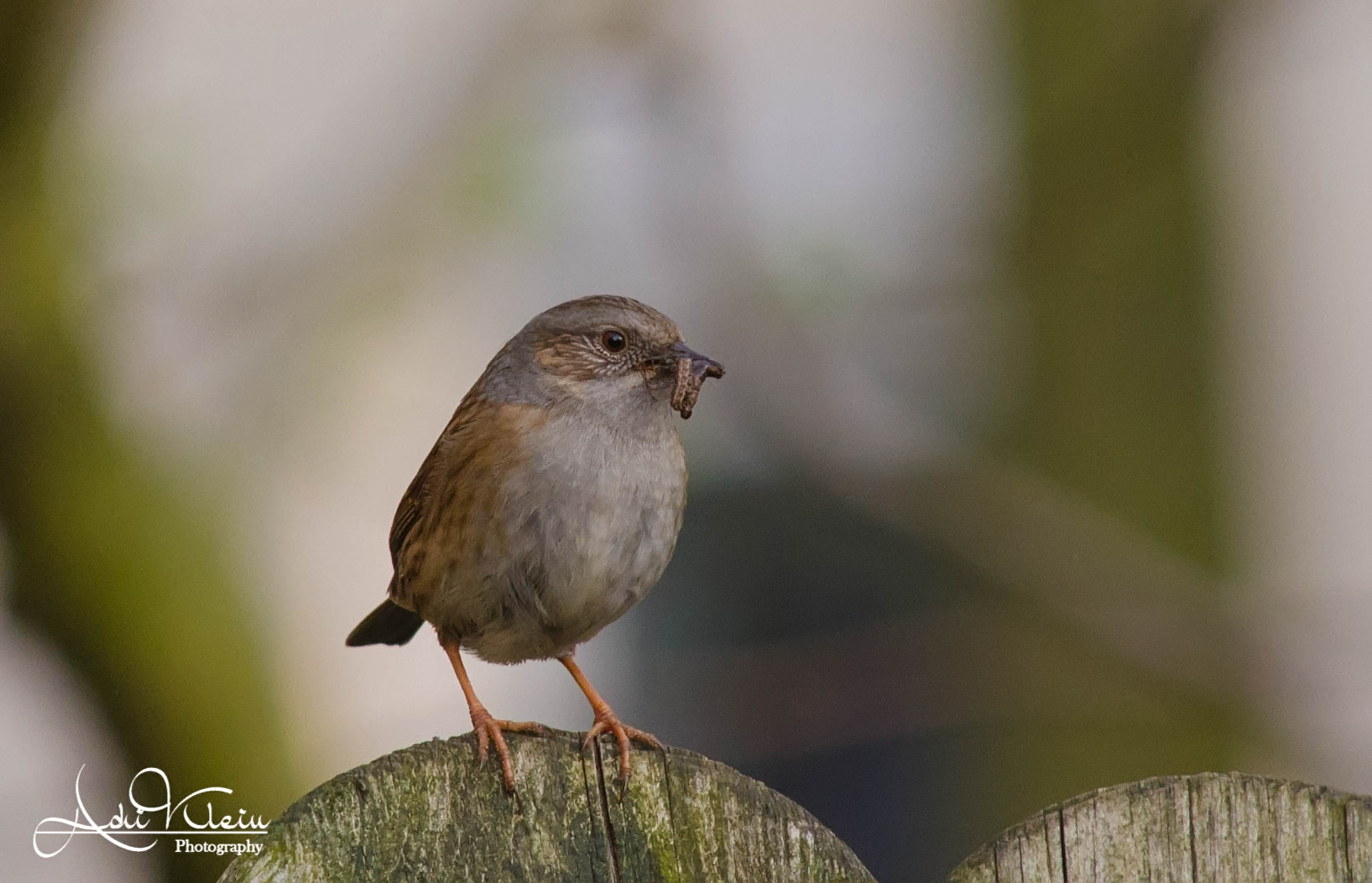 Dunnock