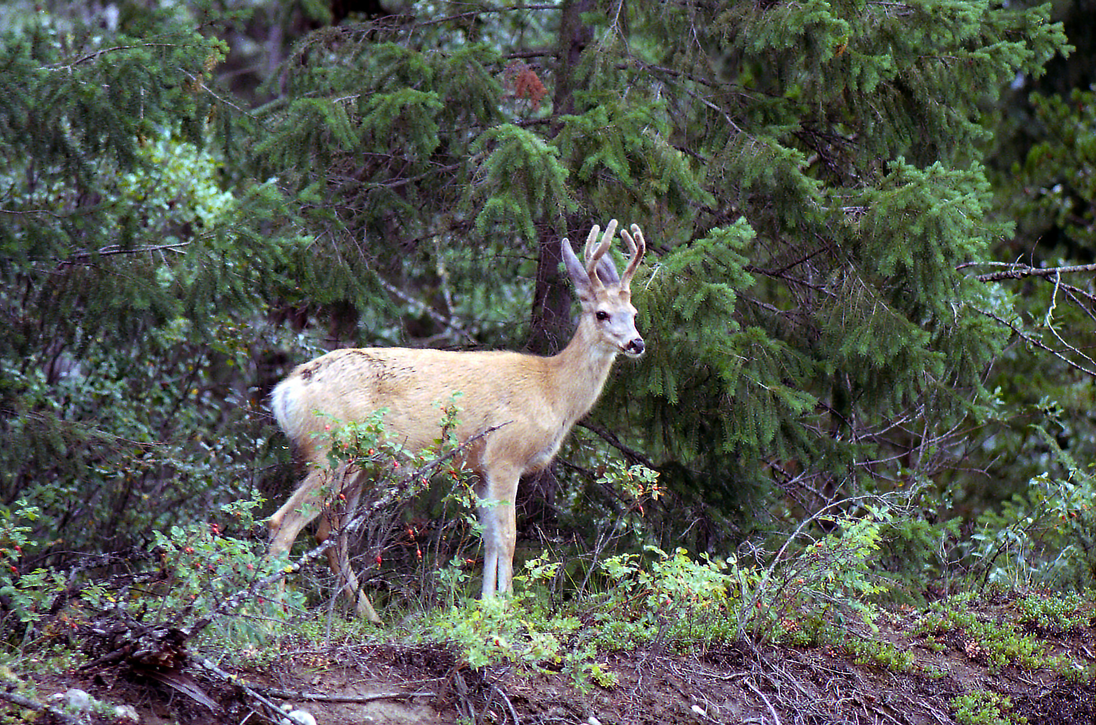 poi all'improvviso al tramonto