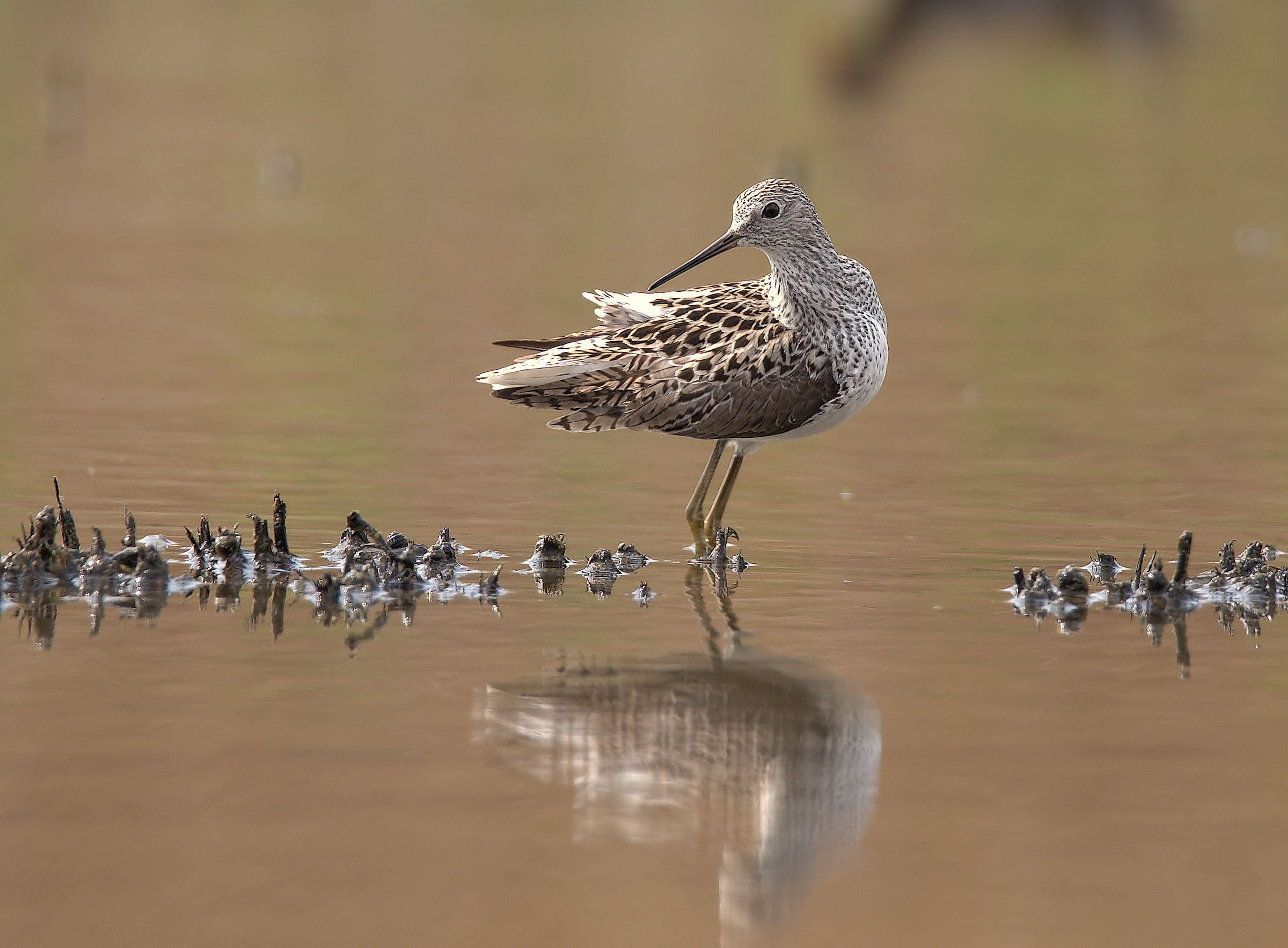 Marsh Sandpiper