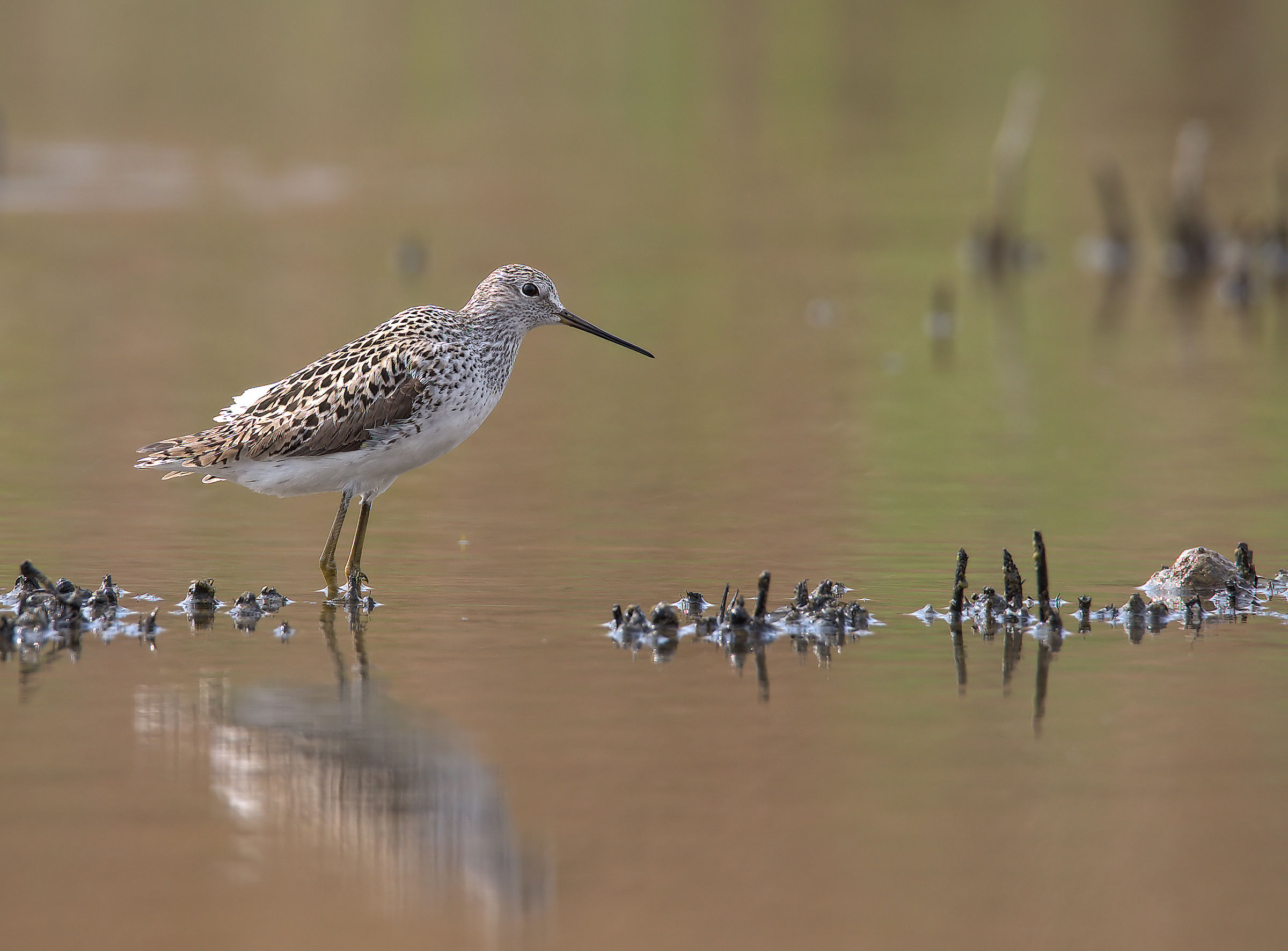 Marsh Sandpiper